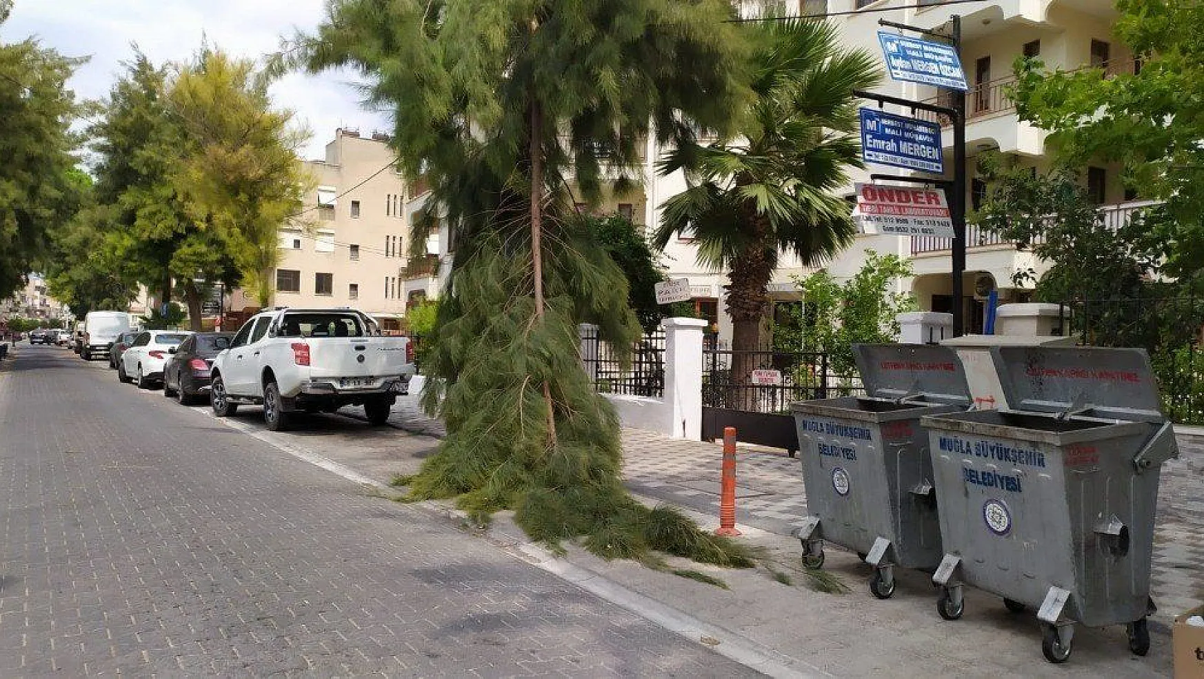 Milas'ta, rüzgarın etkisiyle bir çam ağacının dalı kırıldı