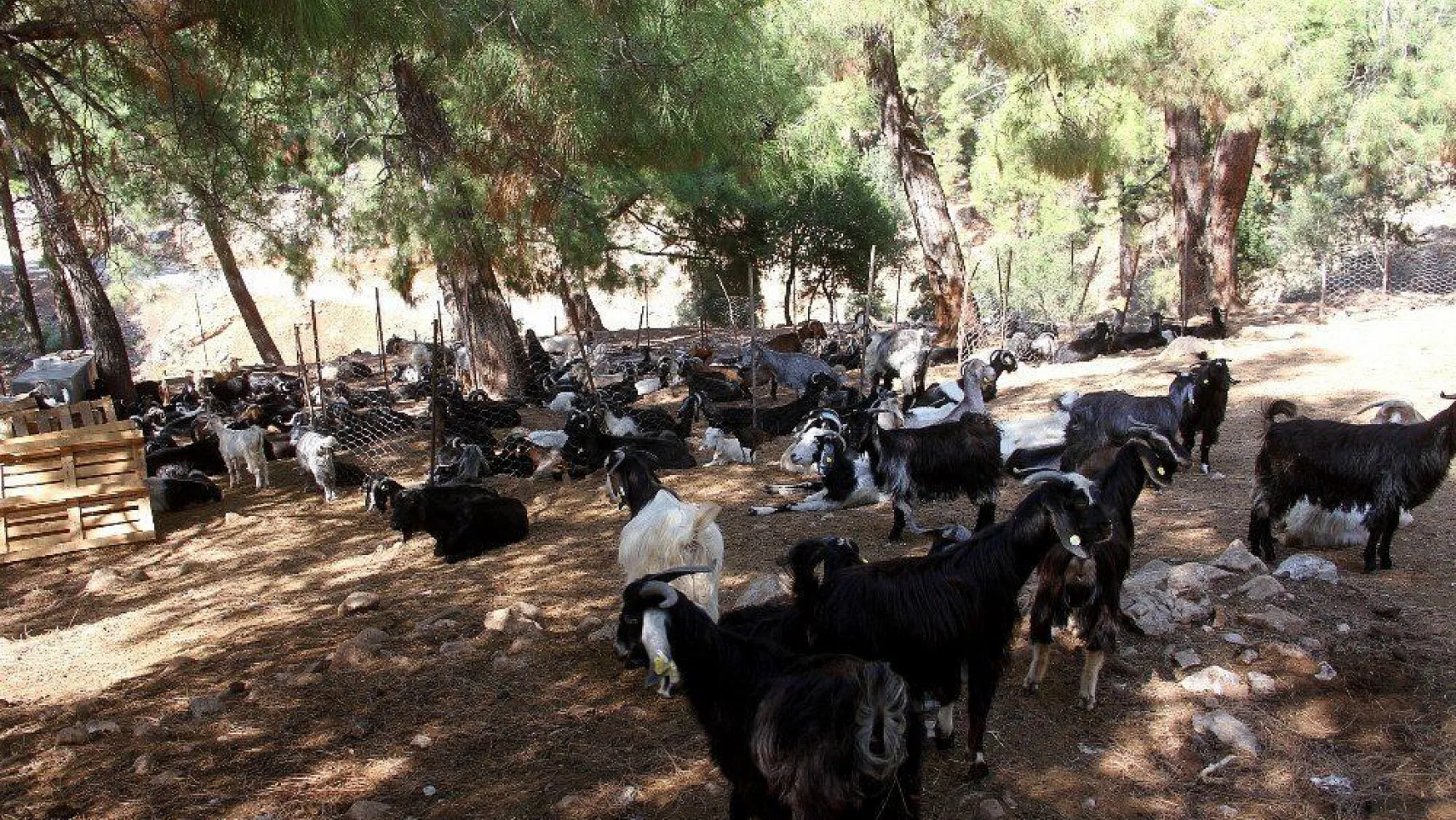 Fethiye'de kurtlar keçi sürüsüne saldırdı: 35 keçi telef oldu