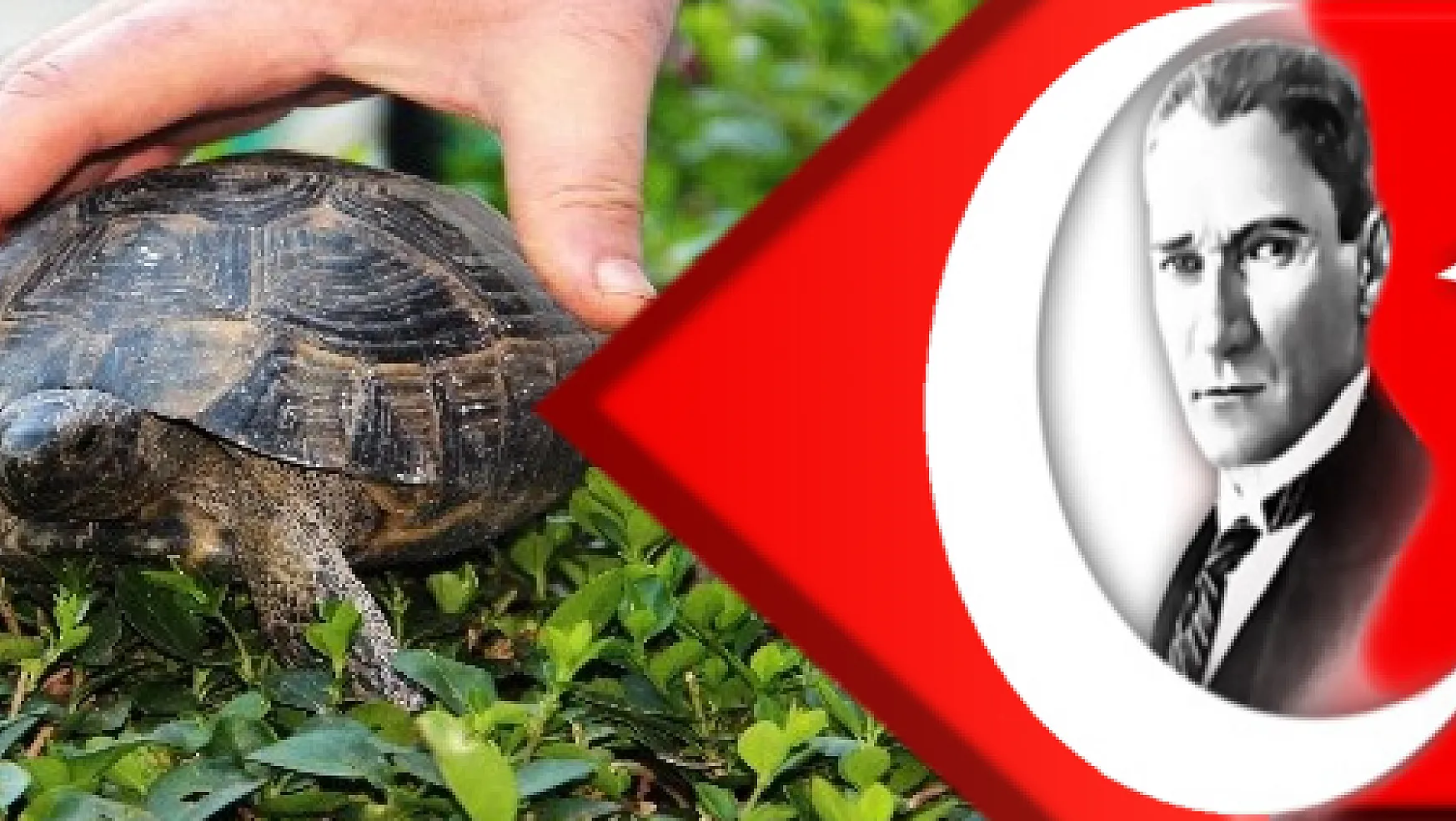 Poşet içinde çöpe atılan kaplumbağanın hayatı değişti