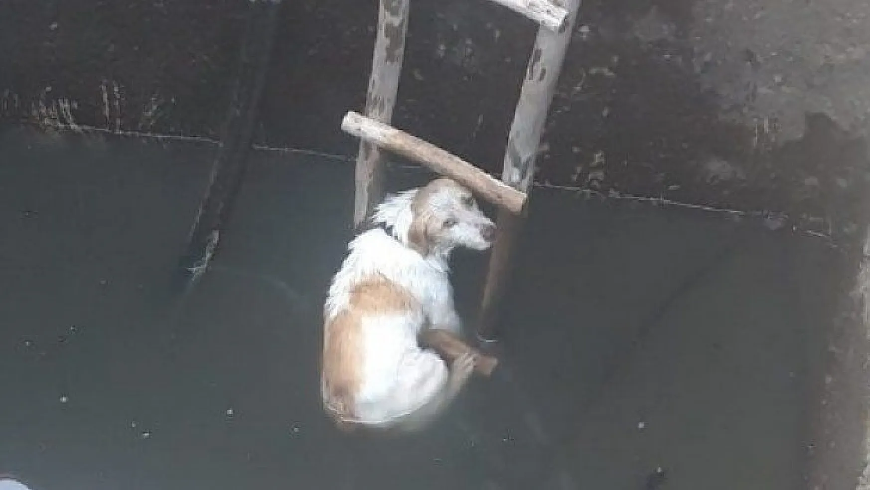 5 metrelik kuyuya düşen köpeği itfaiye kurtardı