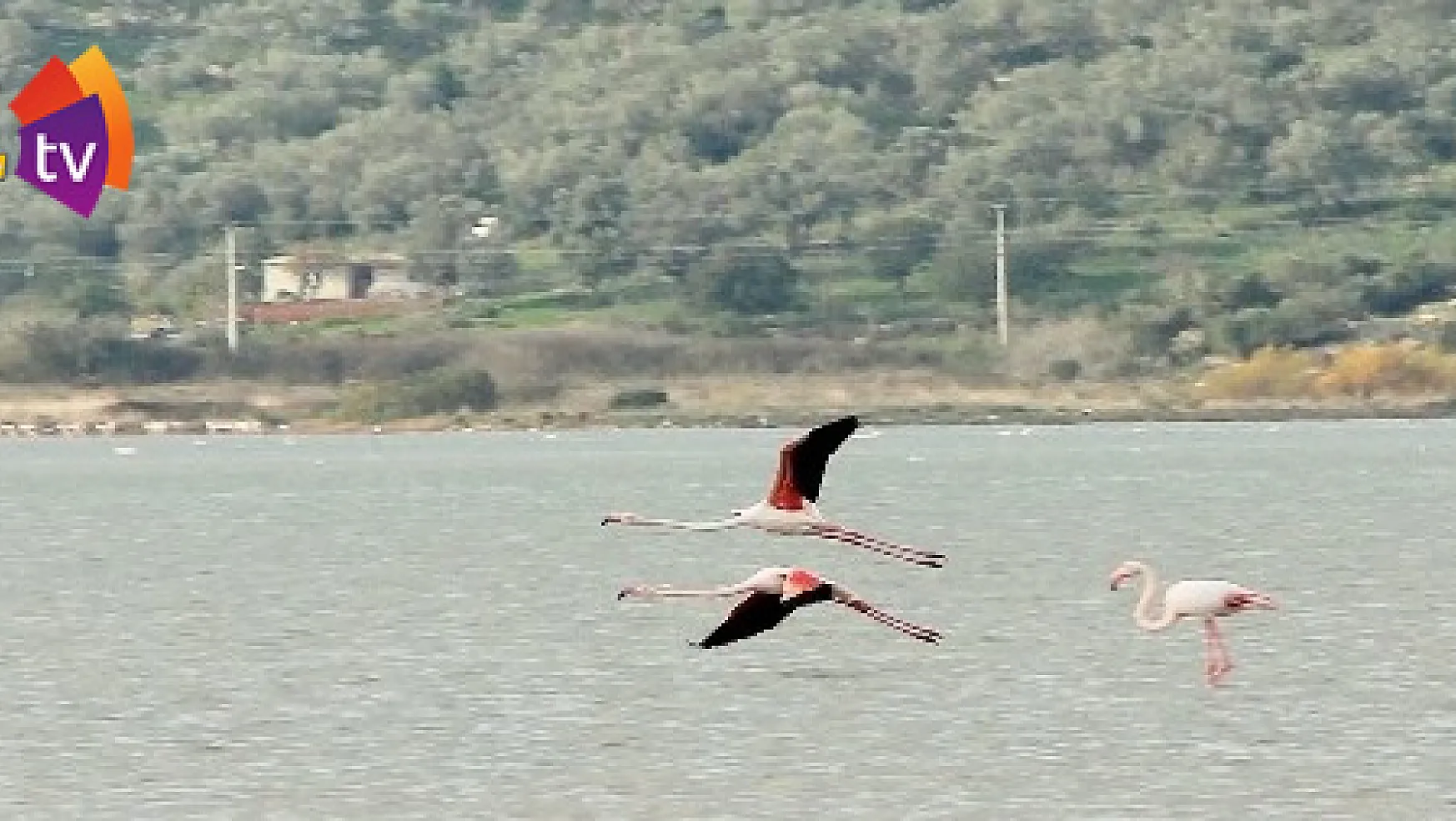 Flamingolar Bodrum'a akın etti