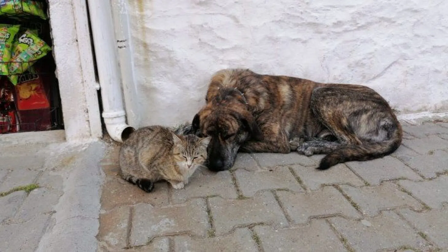 Aç kalıp bahçeye sığınan kediye evin köpeği sahip çıktı