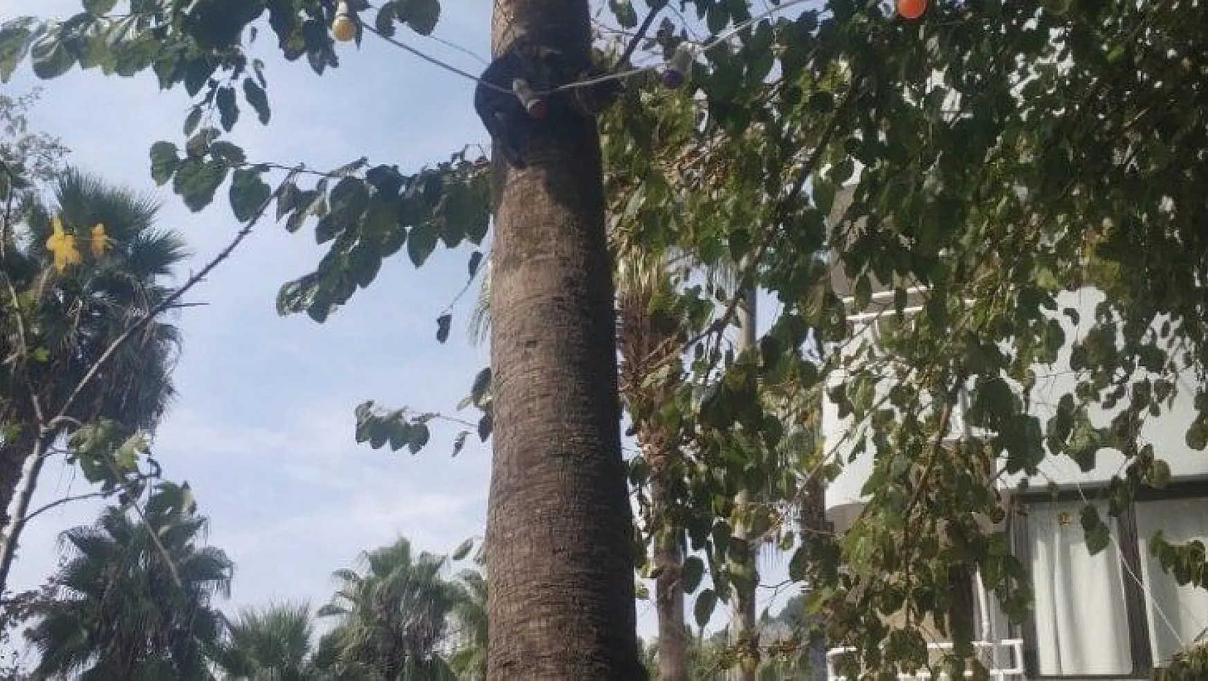 Ağaçta mahsur kalan kedi kurtarıldı