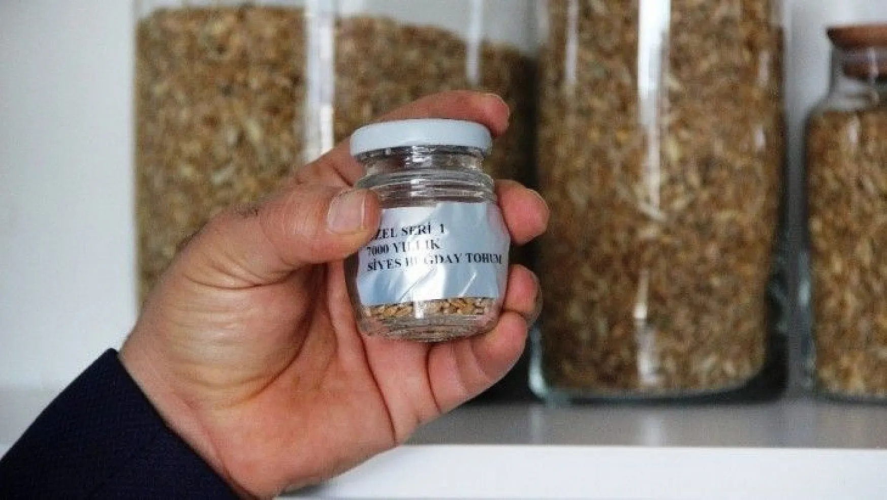 Altından bile değerli 7 bin yıllık tohumlar, Bodrum'da başak verecek