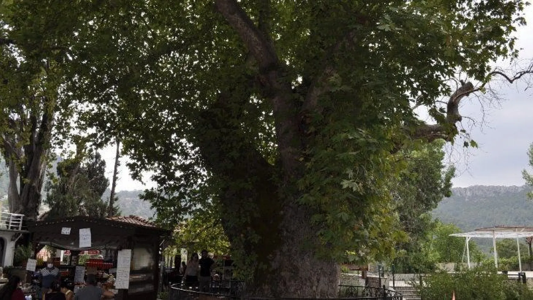 Asırlık çınar ağacı