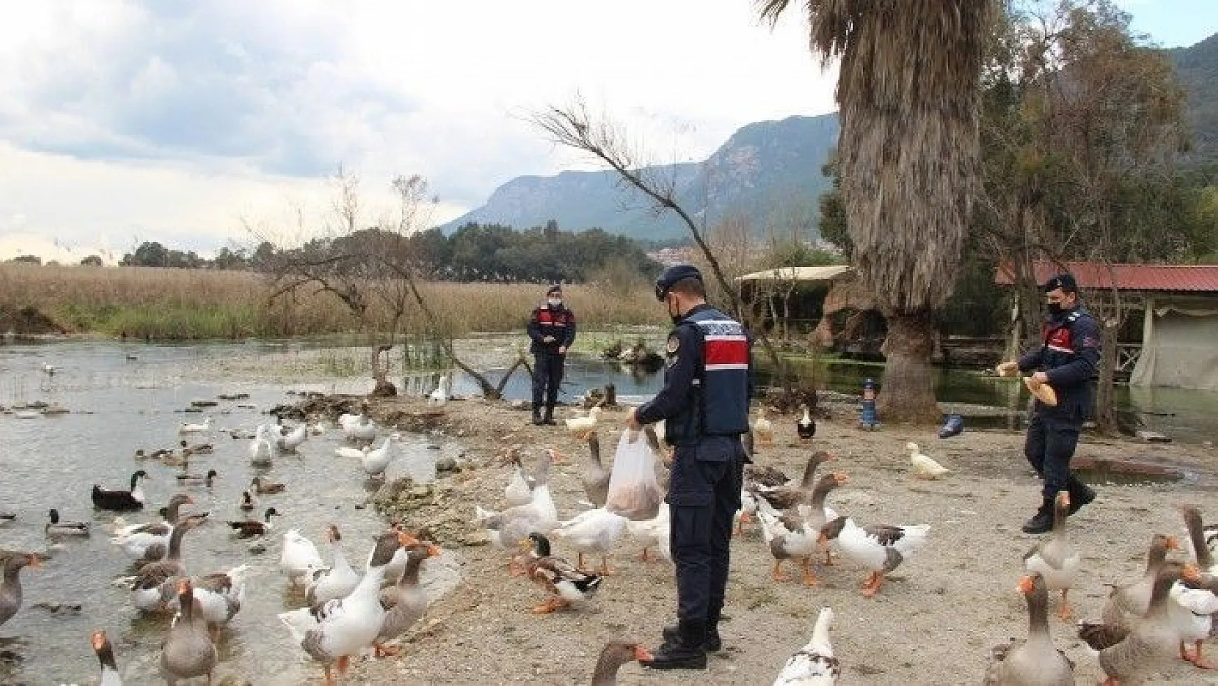 Azmak'taki ördekleri Jandarma besledi