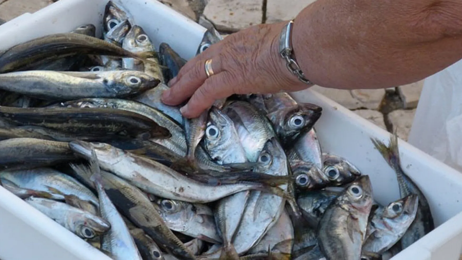 Balıkçılar dikkat! Denizlerde av yasağı başladı