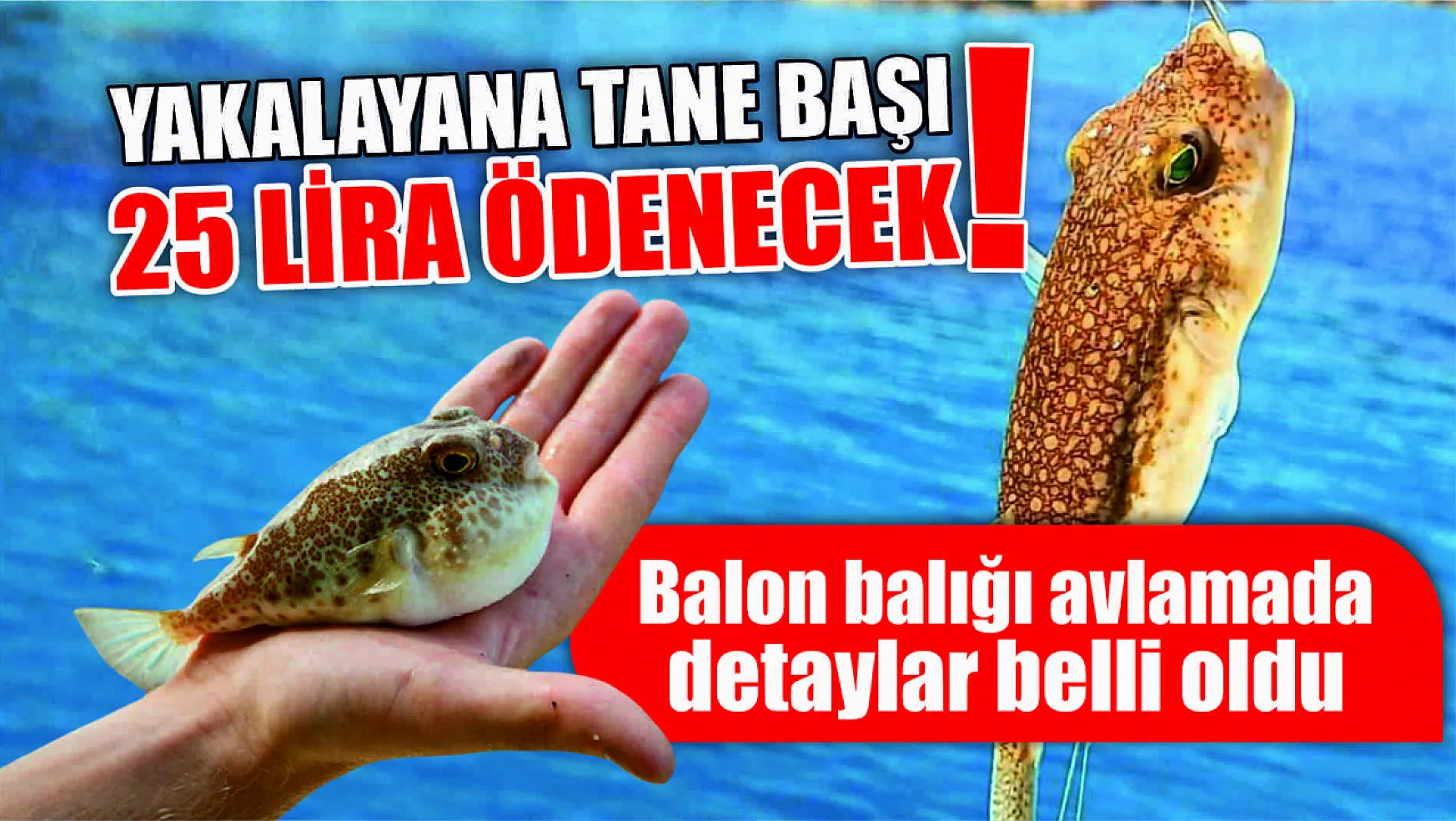 Balon balığı avlamada detaylar belli oldu Yakalayana tane başı 25 lira ödenecek!