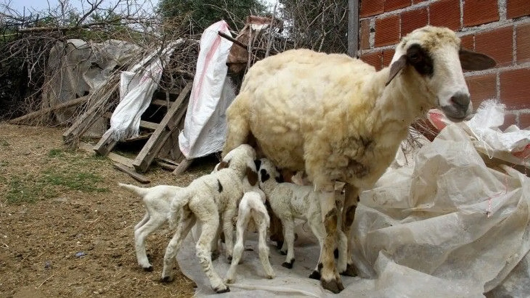 Bir batında 7 kuzu doğuran koyun şaşırttı