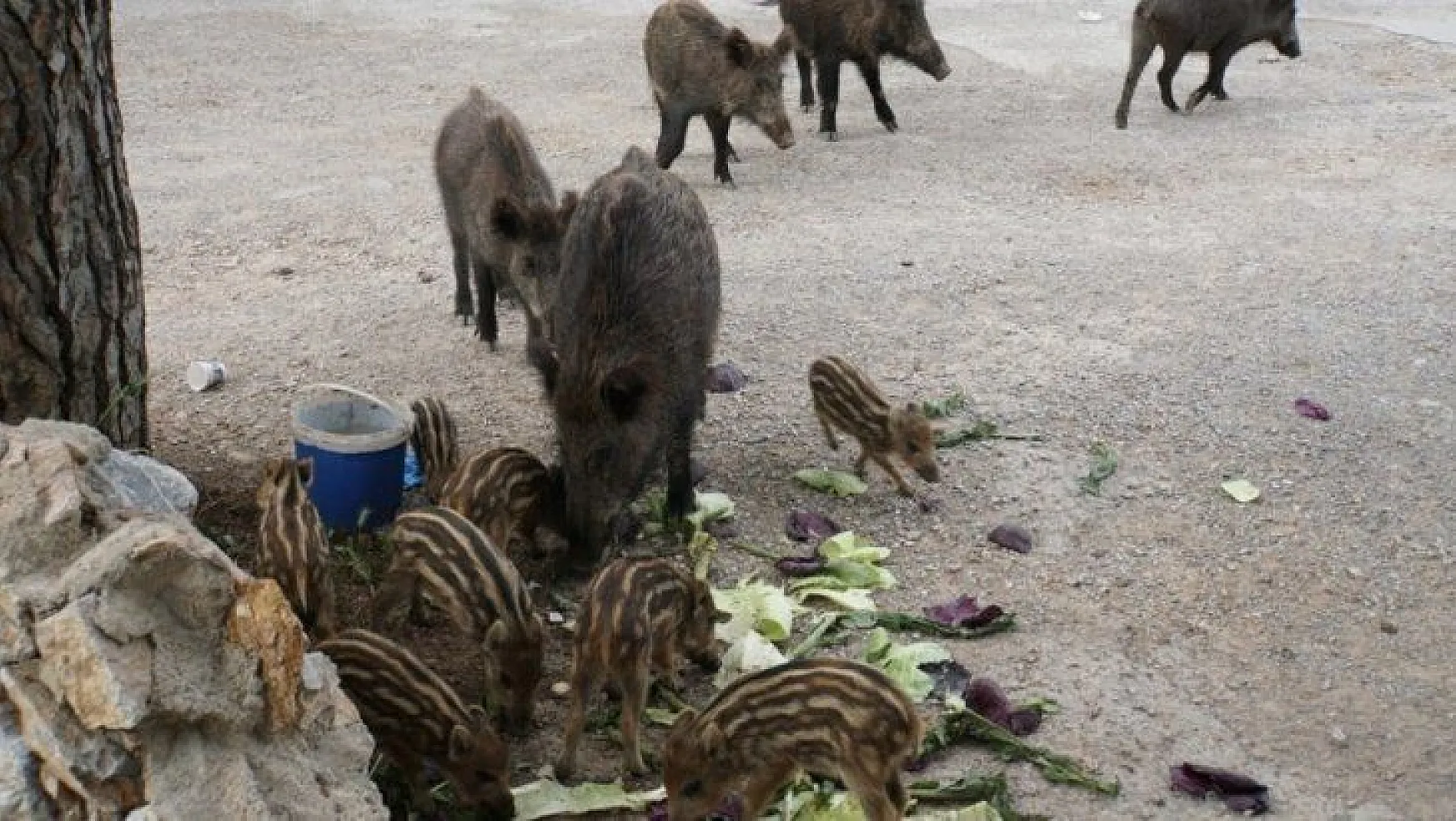 Bodrum'a sessizlik çökünce yaban domuzları şehre indi