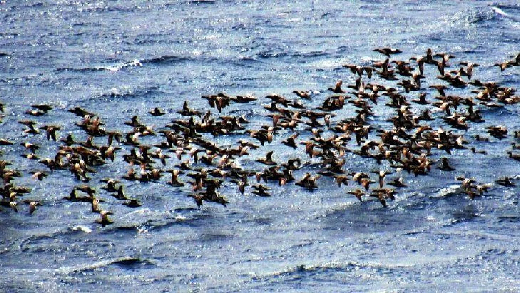 Bodrum'a turistler değil ördekler akın etti
