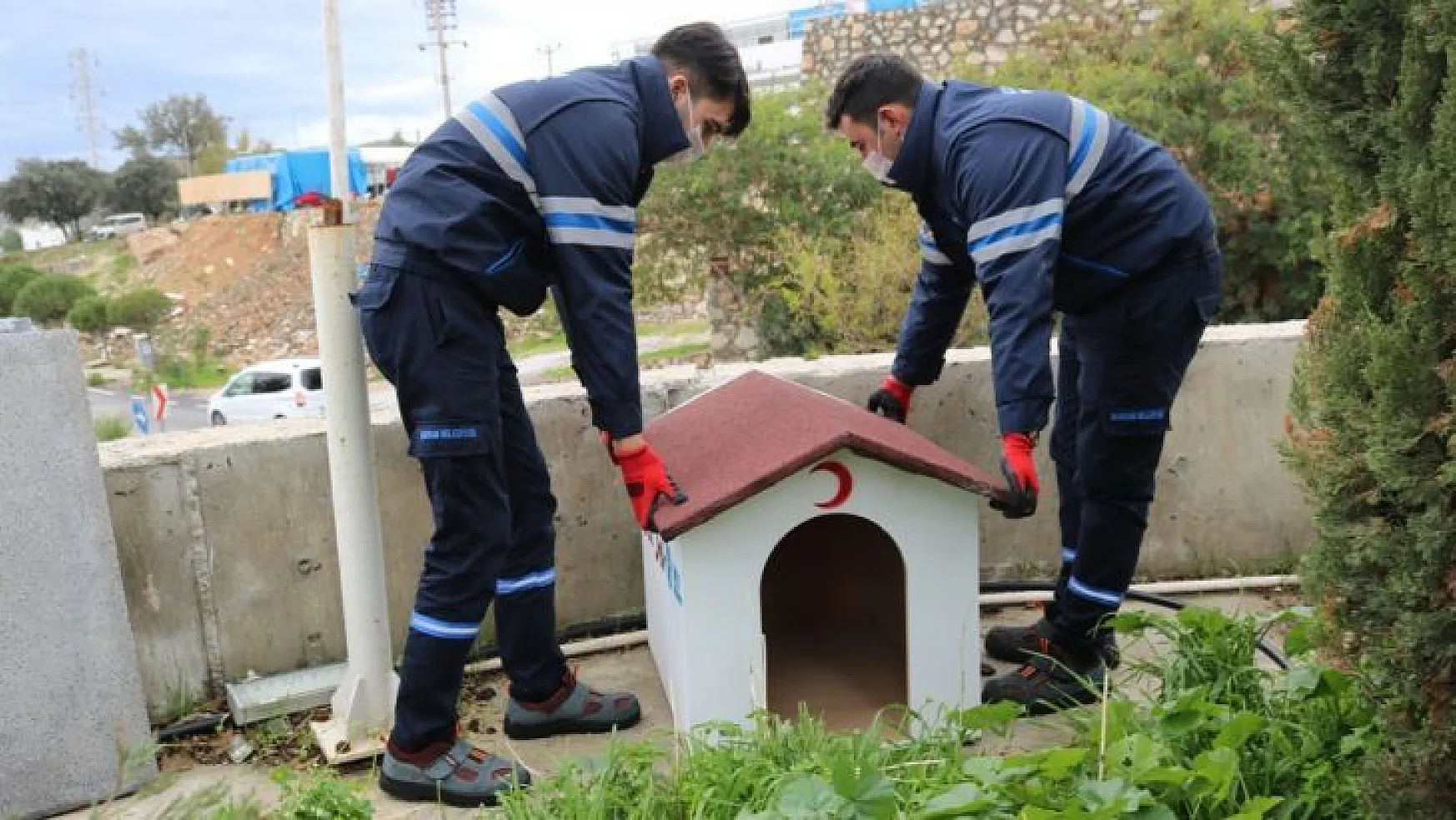 Bodrum Belediyesi ve STK'lardan sokak hayvanları için ortak proje