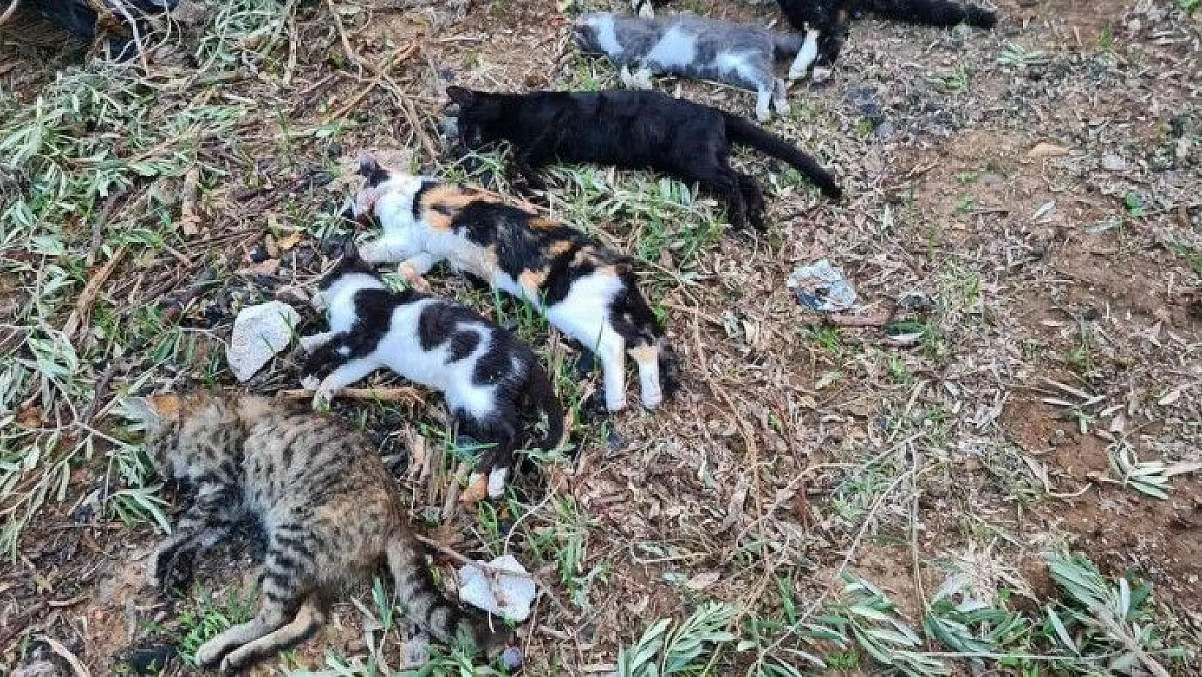 Bodrum'da 2 mahallede 20'den fazla kedi zehirlenerek öldürüldü