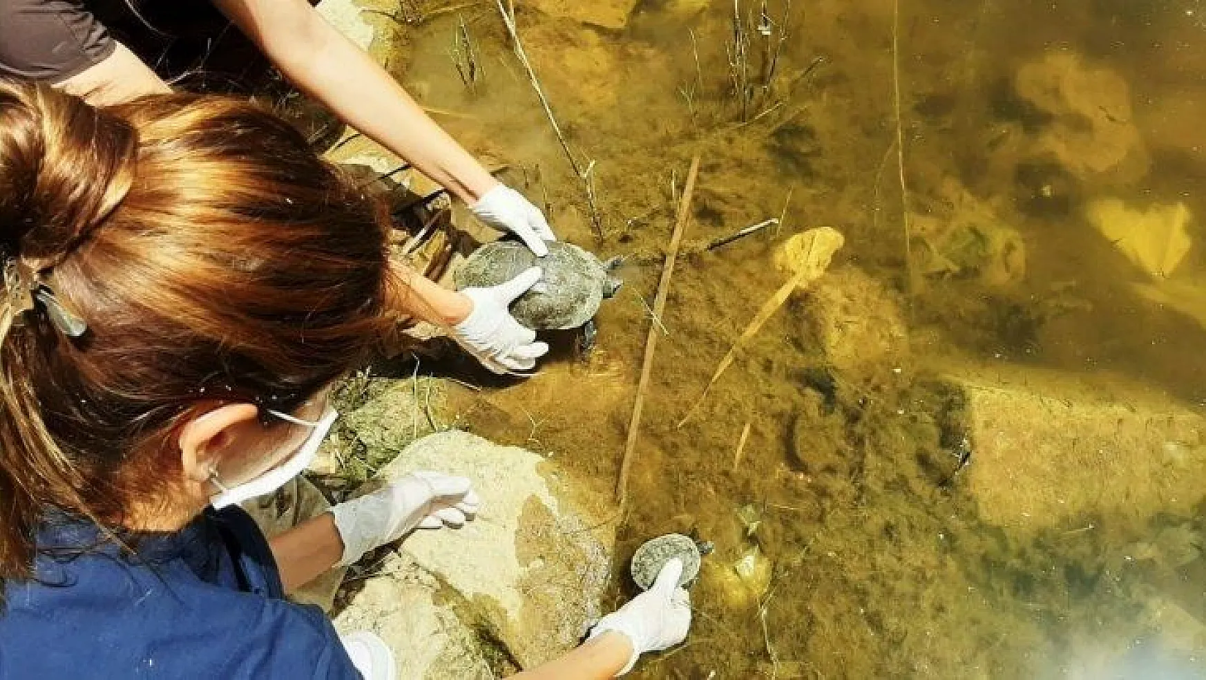 Bodrum'da 300 kaplumbağa için kurtarma operasyonu