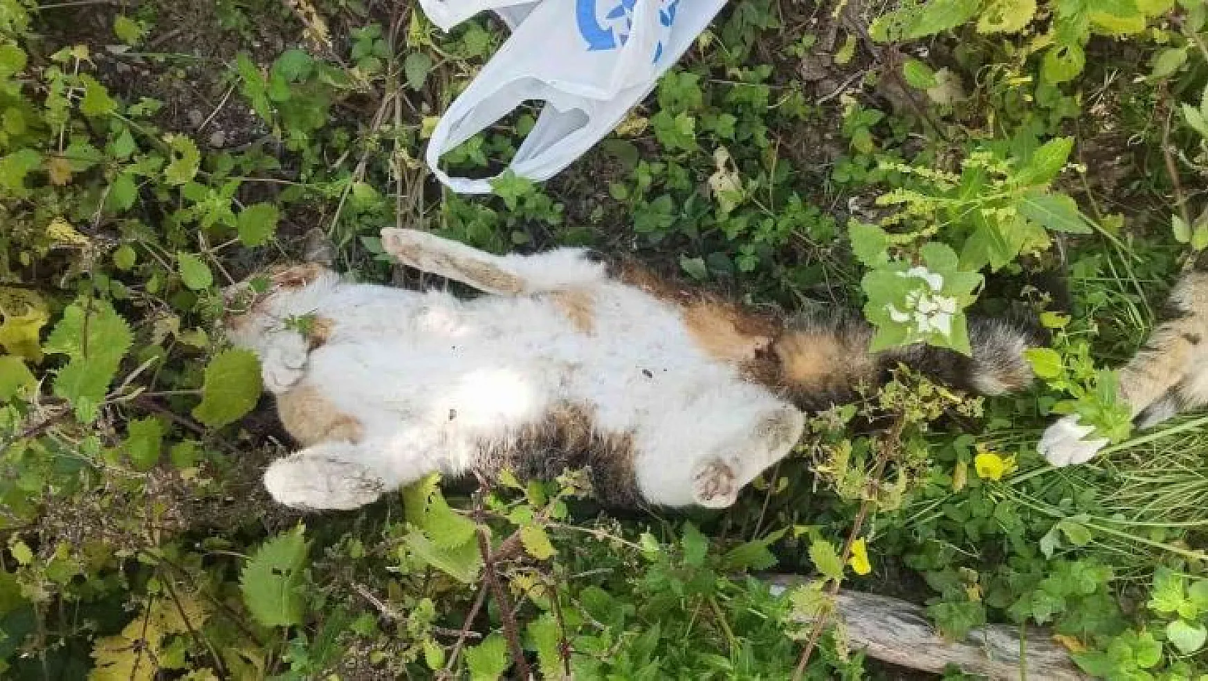 Bodrum'da 9 hayvanın zehirlenerek öldürülmesiyle ilgili soruşturma başlatıldı