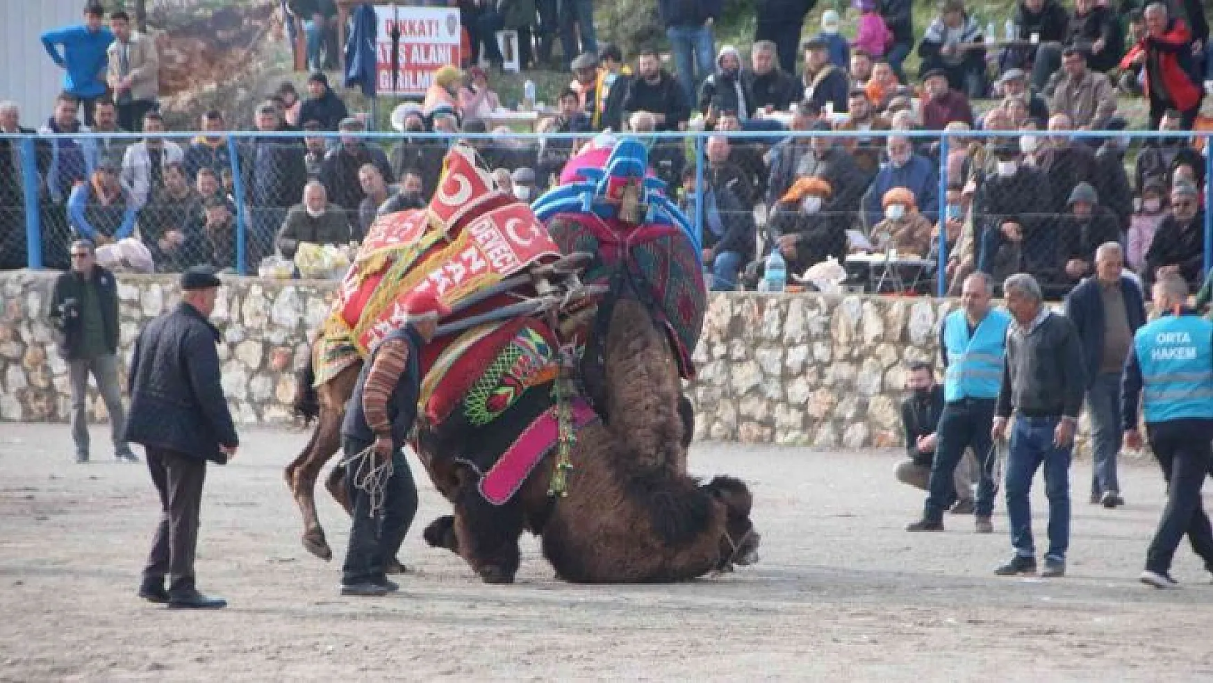 Bodrum'da deve güreşlerine yoğun ilgi