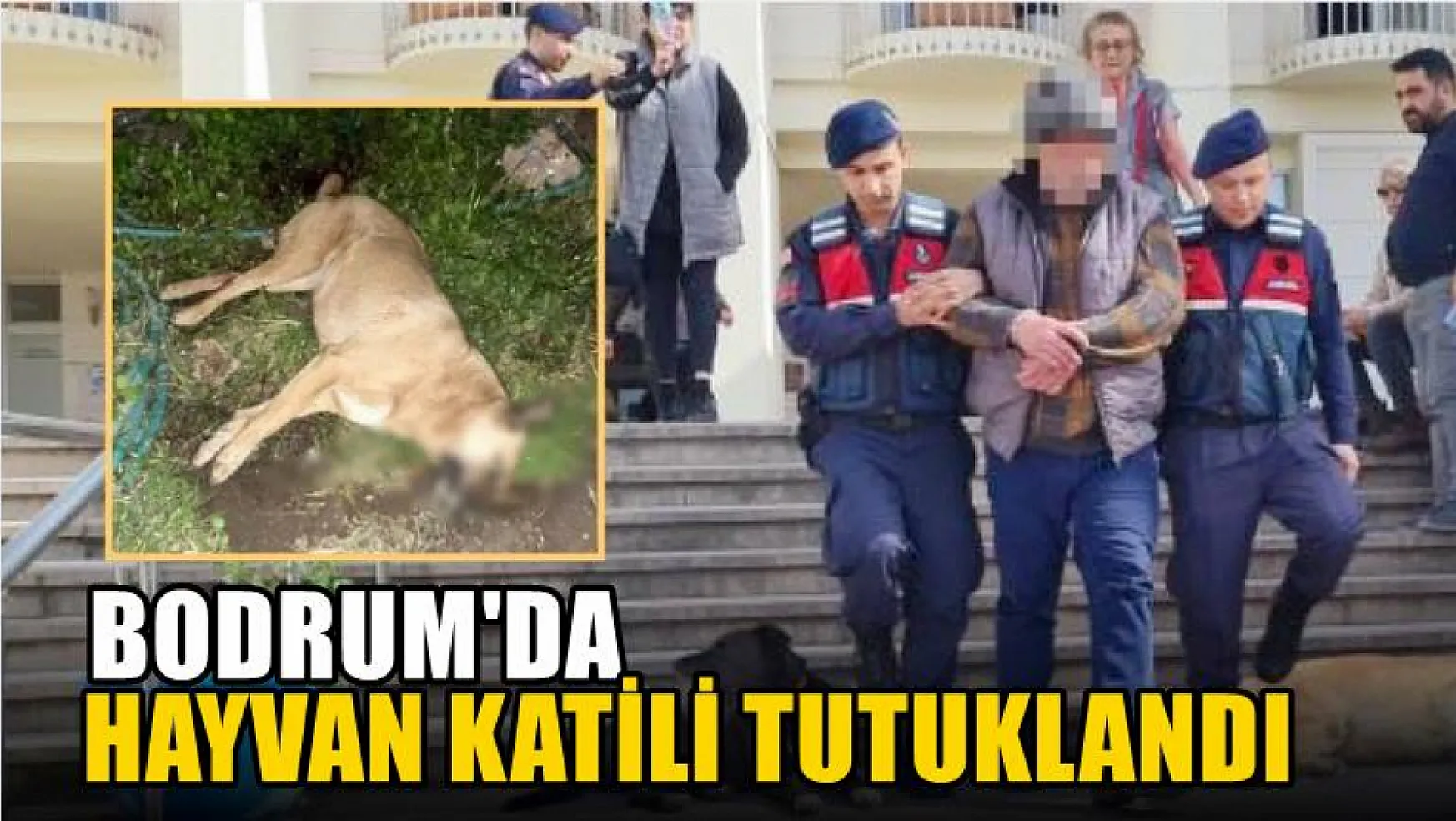 Bodrum'da hayvan katili tutuklandı