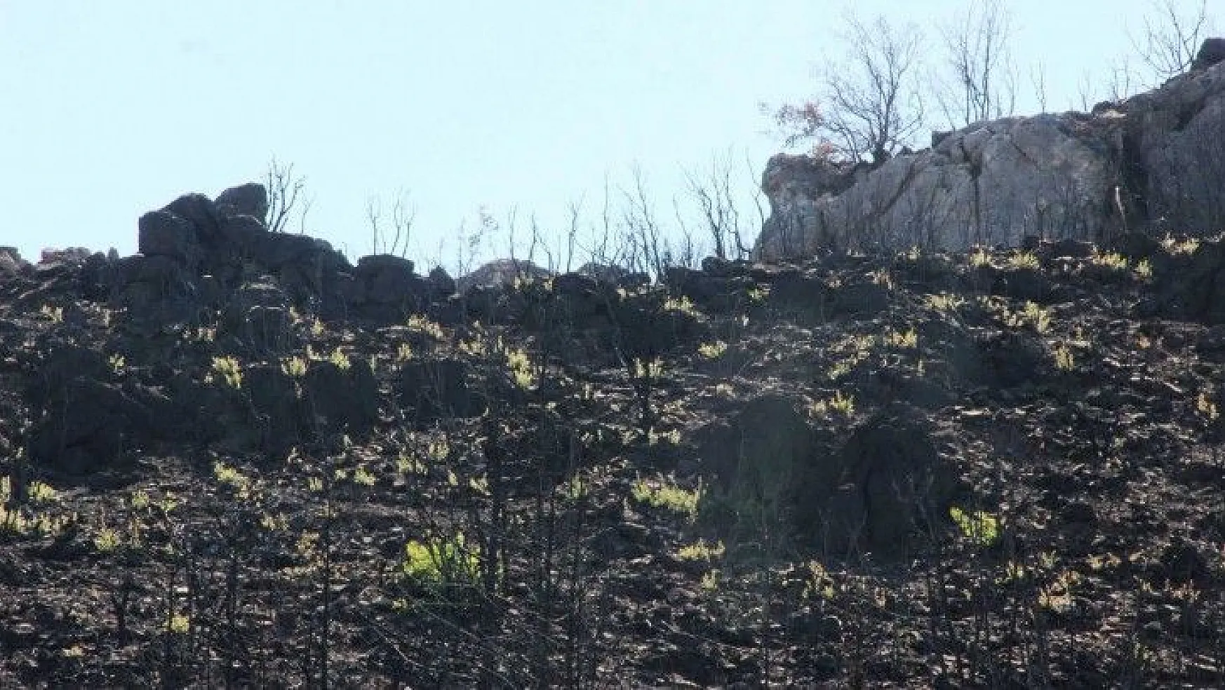 Bodrum'da kül olan ormanlar yeniden yeşeriyor