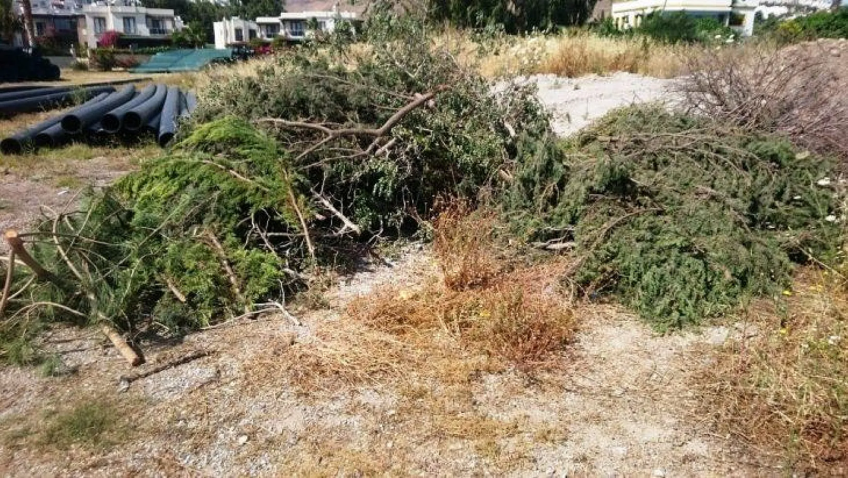 Bodrum'da sahili genişletmek için ağaç katliamı yaptılar