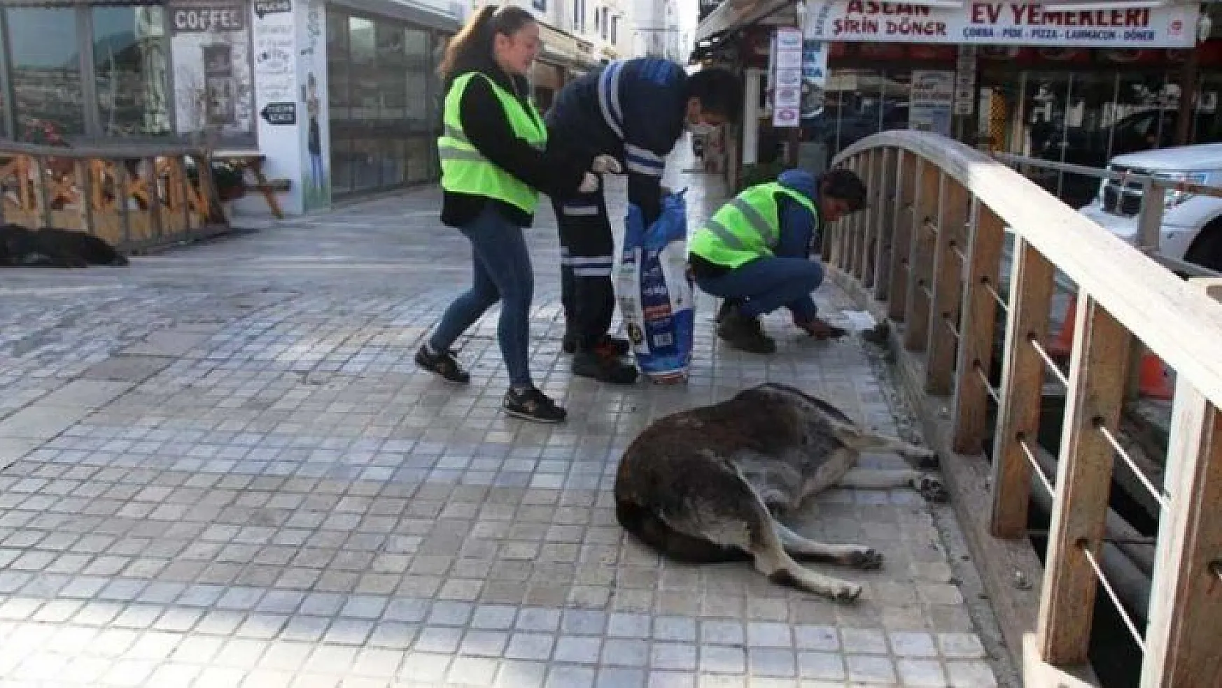 Bodrum'da sokak hayvanlarına 11 bin kilo mama dağıtıldı