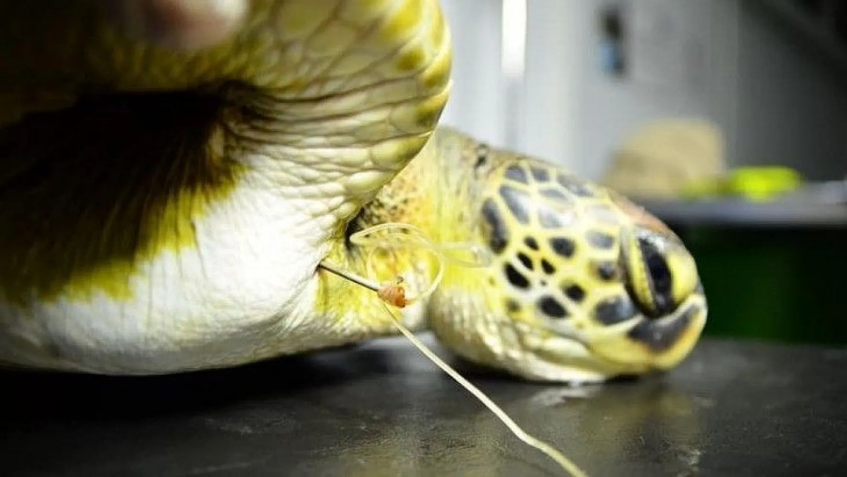 Dalaman'da yaralı bulunan deniz kaplumbağası tedavi altına alındı