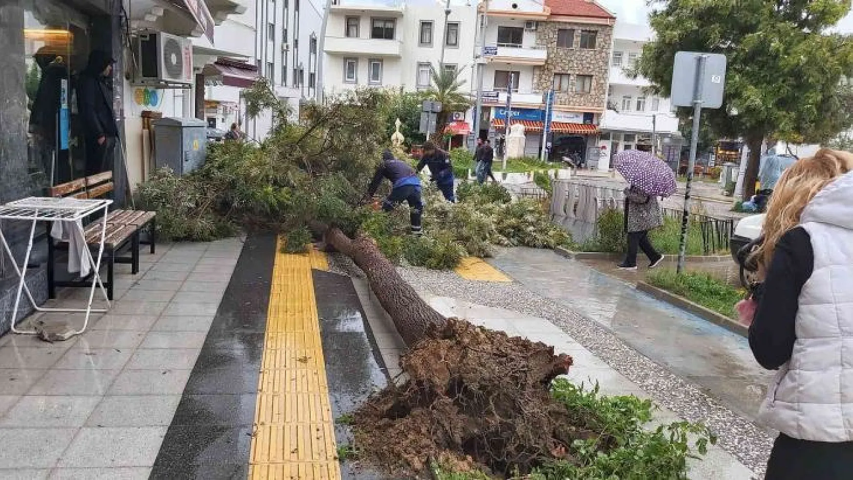 Datça'da çeyrek asırlık ağaç rüzgarın etkisi ile devrildi