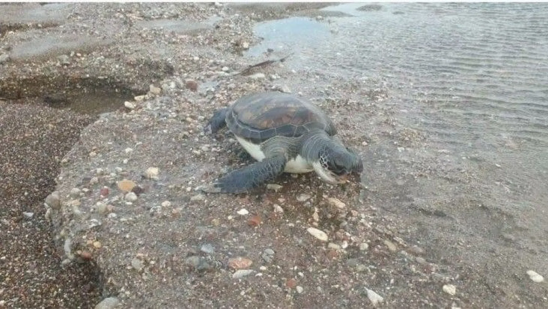 Datça'da sahilde yeşil kaplumbağa ölüsü bulundu