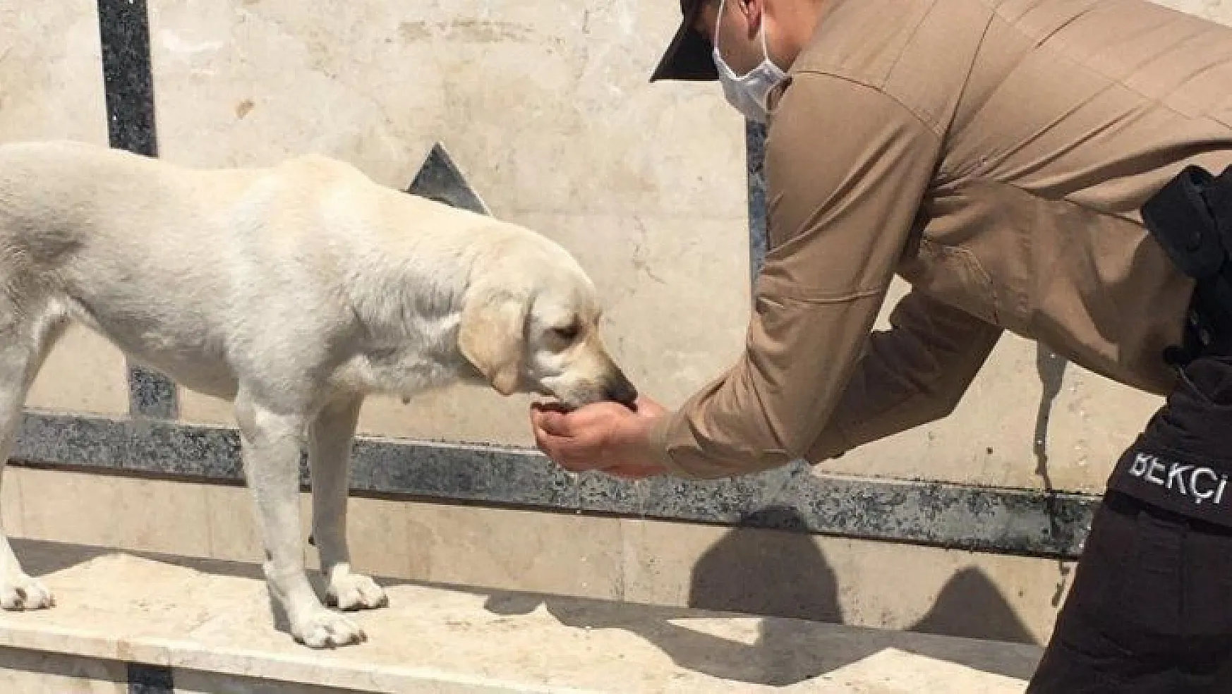Fethiye'de susuz kalan köpeğin yardımına bekçiler koştu