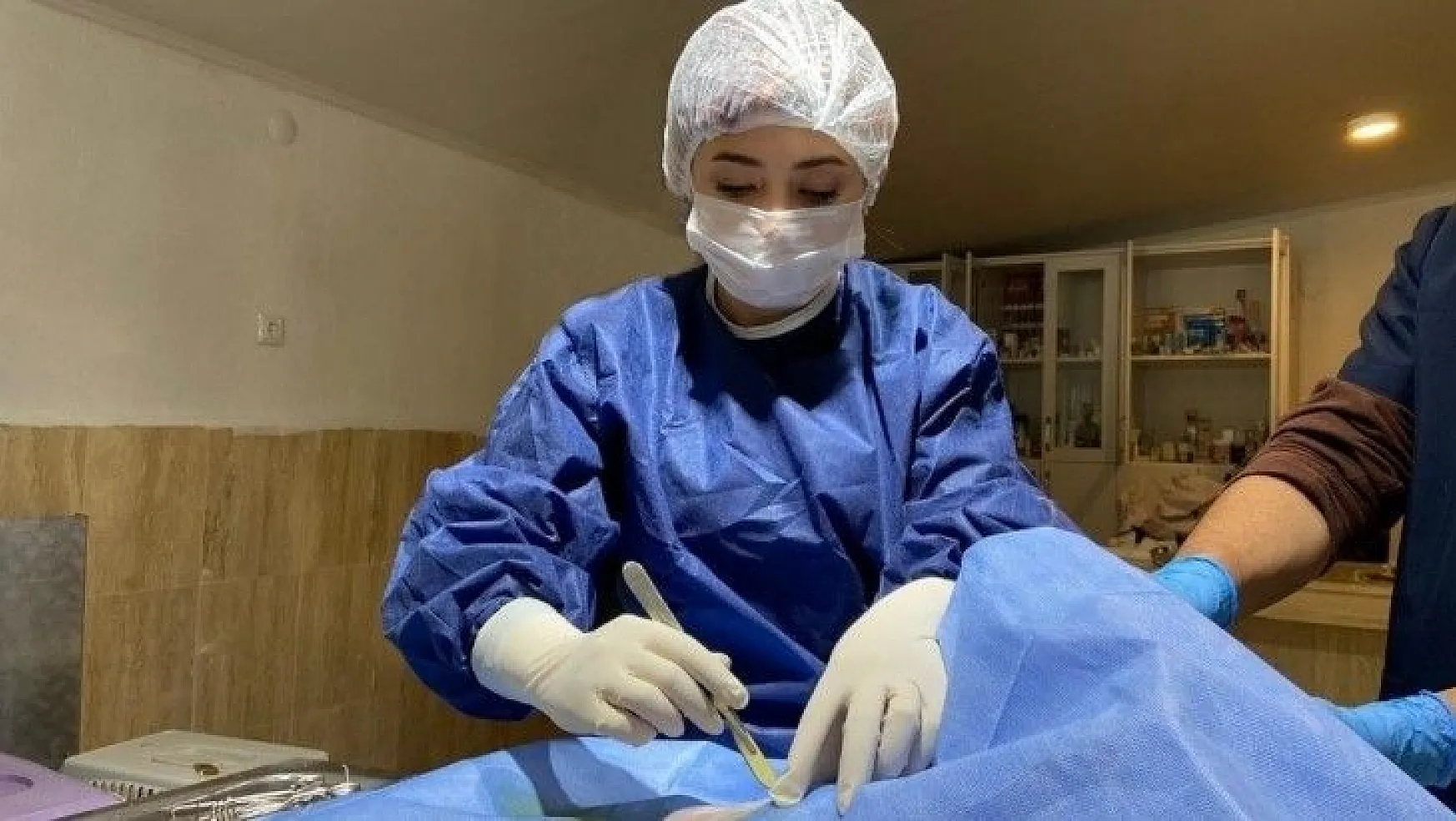 Fıtık teşhisi konulan kedi ameliyat edildi