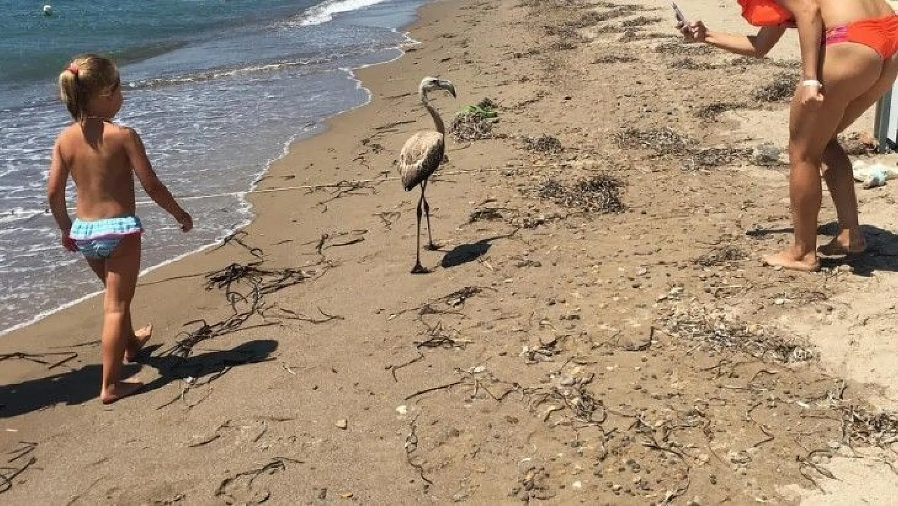 Flamingo'yu sahilde görenler şok oldu