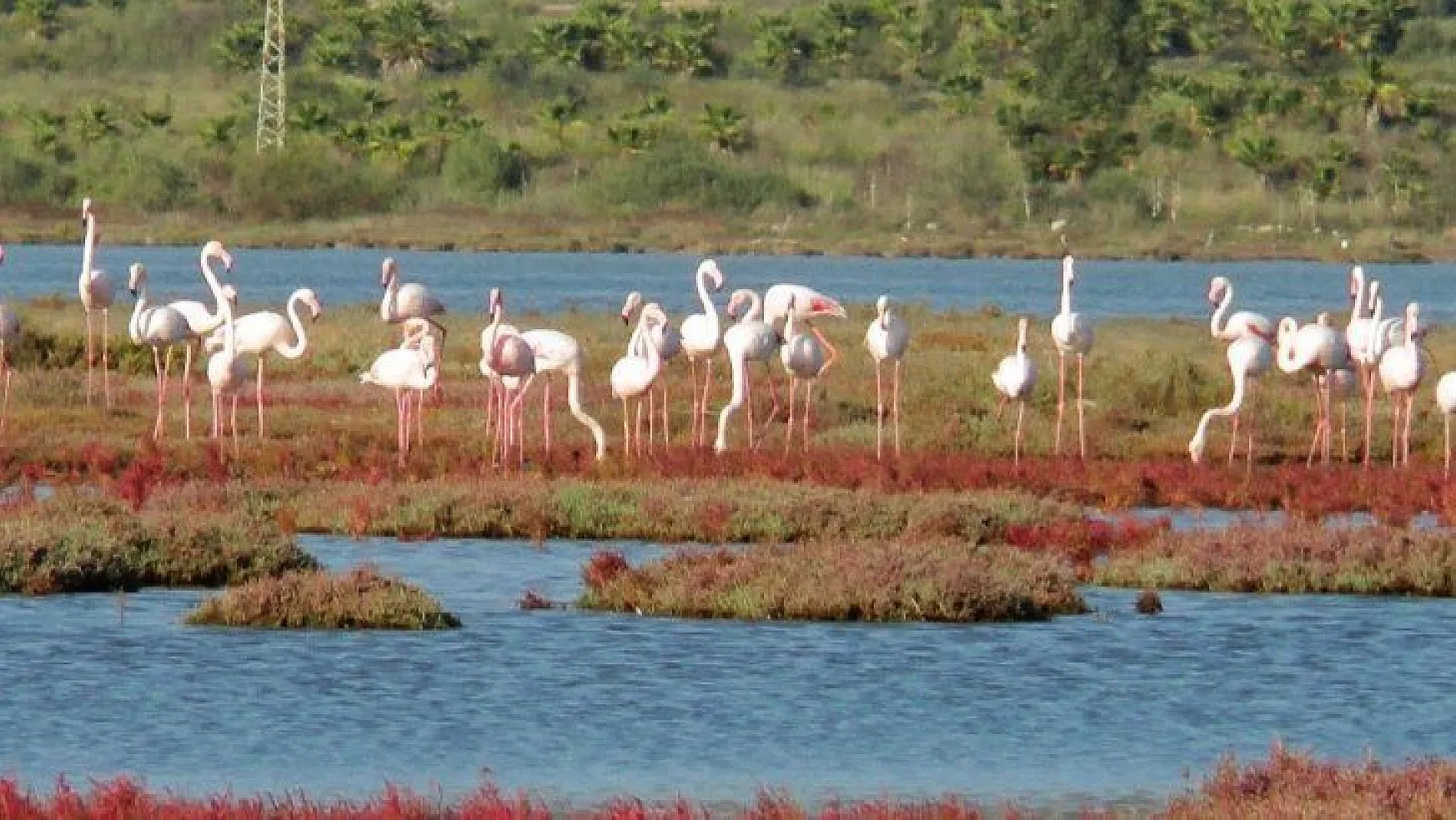 Flamingolar bu sene erken geldi
