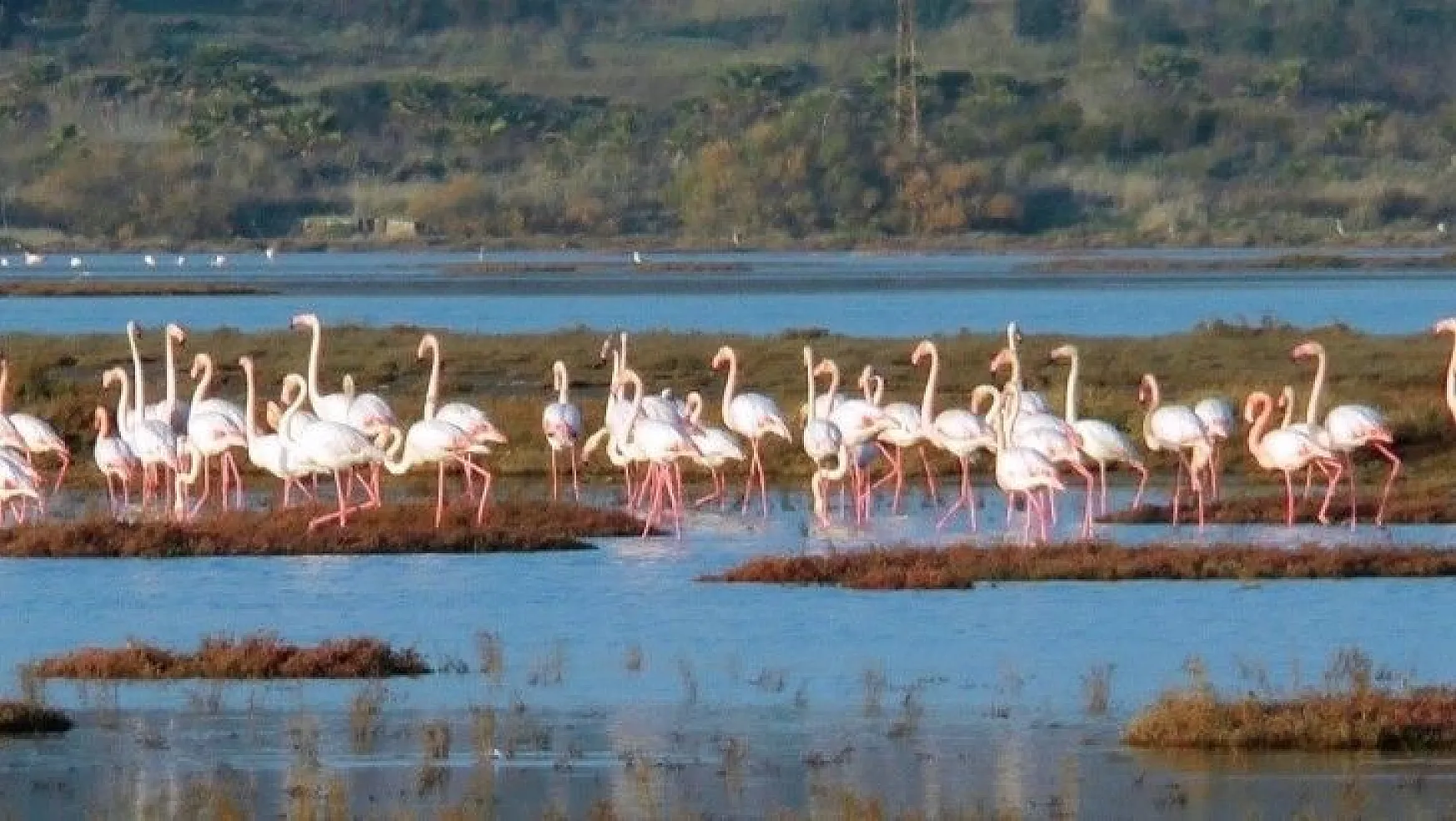 Flamingolar tuzla sulak alanına akın etti