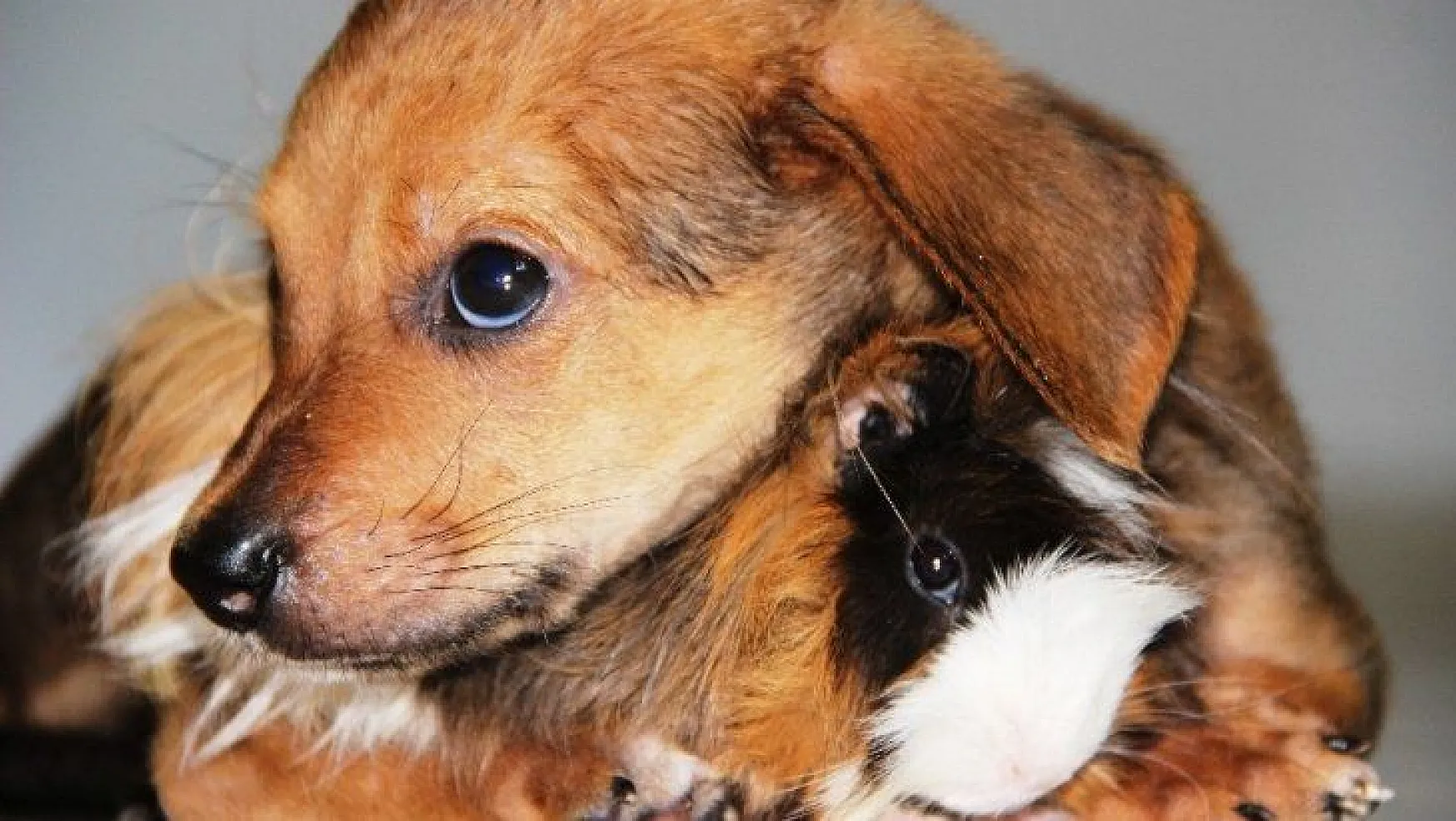 Gine domuzuyla yavru köpeğin dostluğu görenleri şaşırtıyor