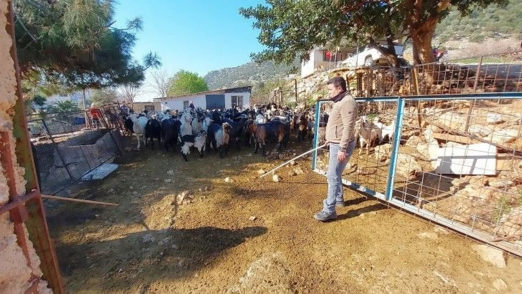 Kaçan keçilerini drone ile arayıp buluyor