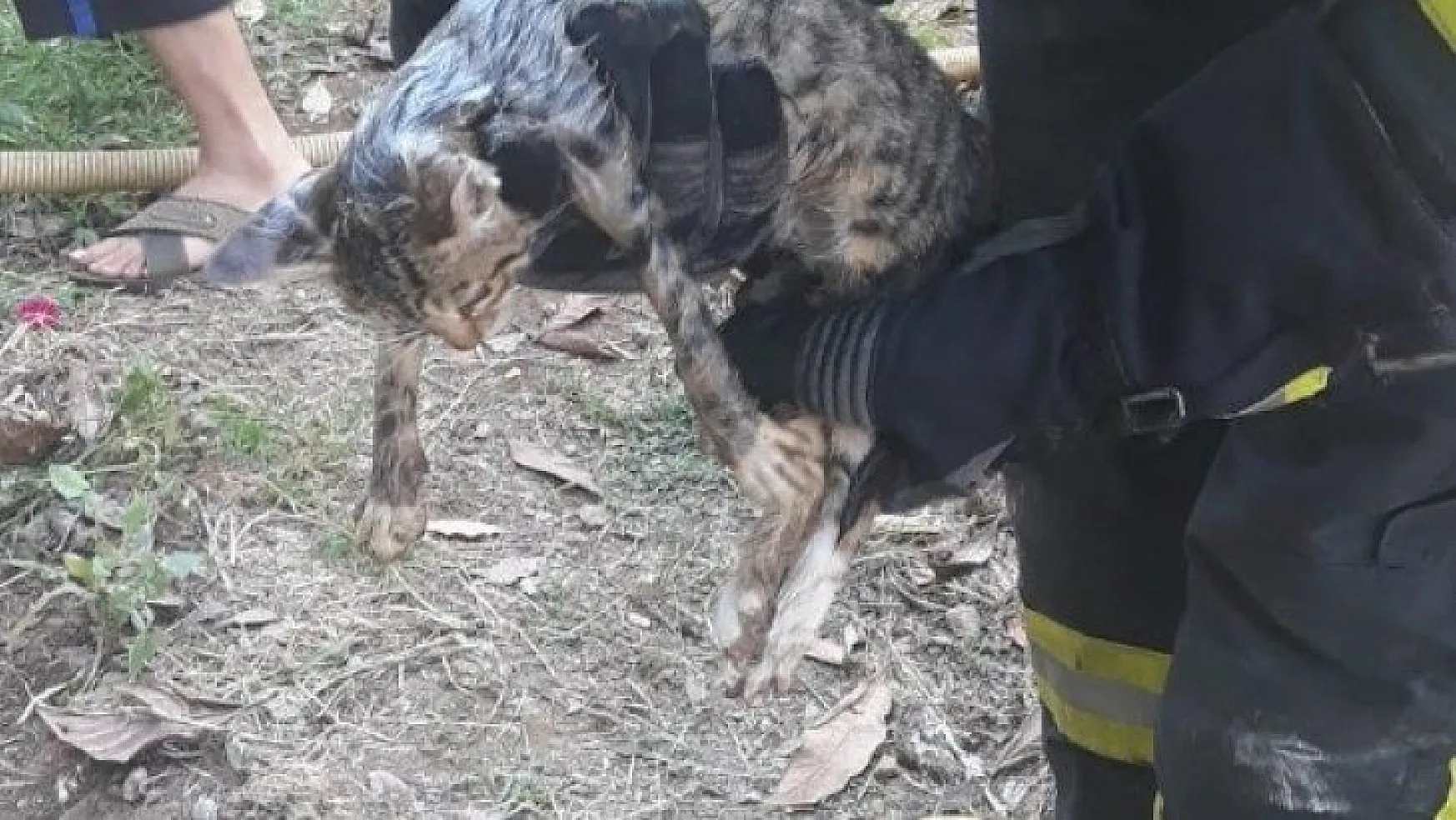 Kafası demir boruya sıkışan yavru kedi kurtarıldı