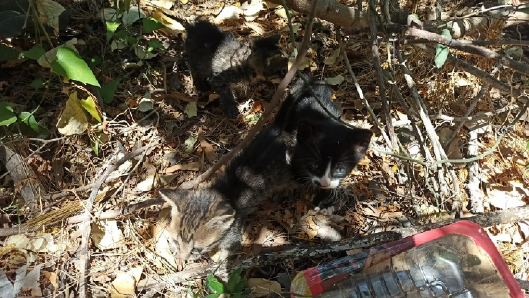 Kanalizasyon borusuna sıkışan yavru kediler kurtarıldı