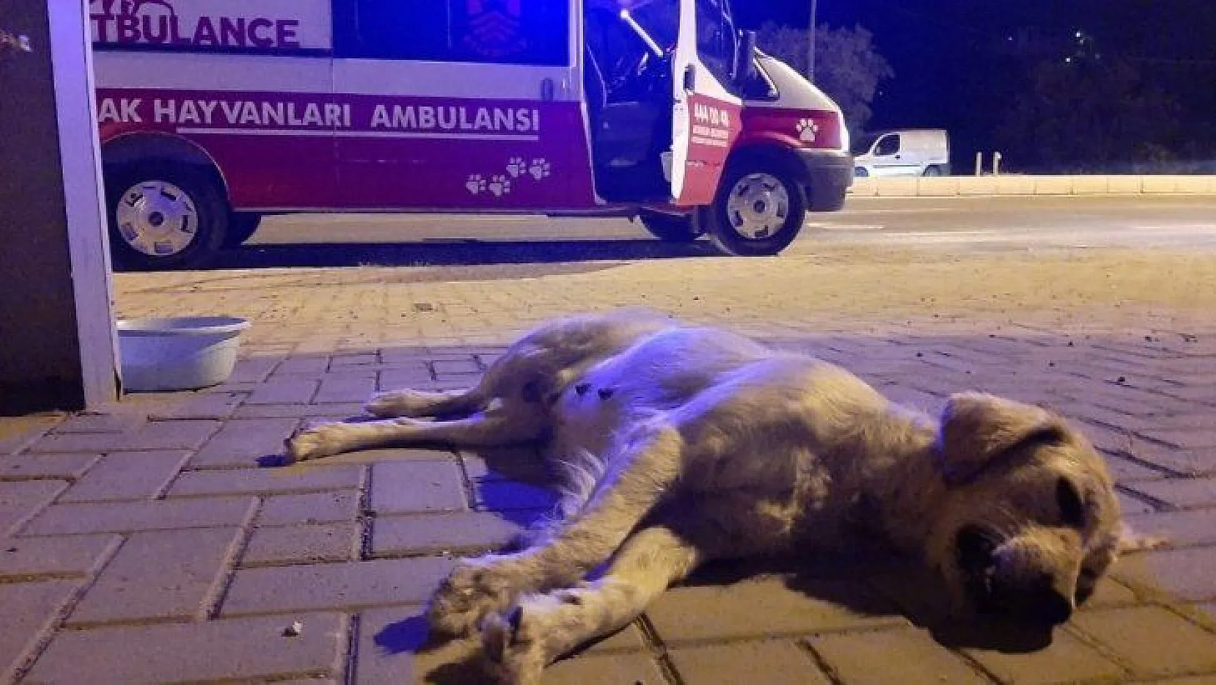 Kazada ölen hamile köpeğin yavrularını kurtarmak için seferber oldular