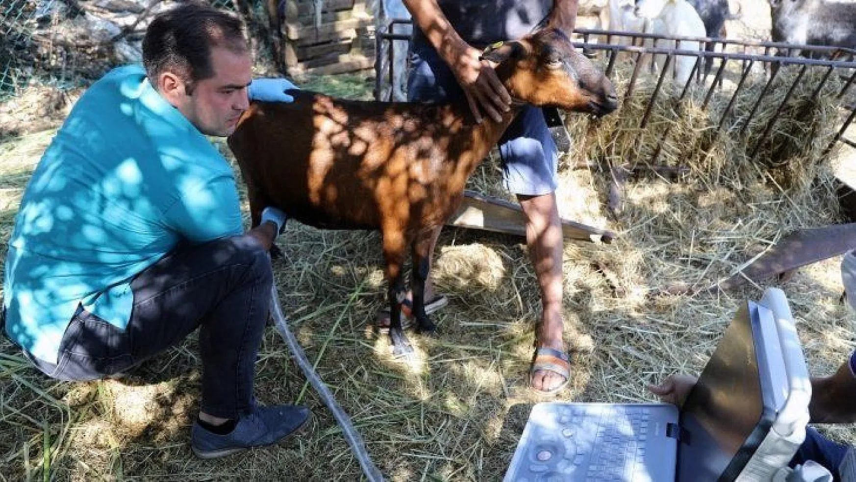 Kıl keçilerine ultrasonlu sağlık kontrolü
