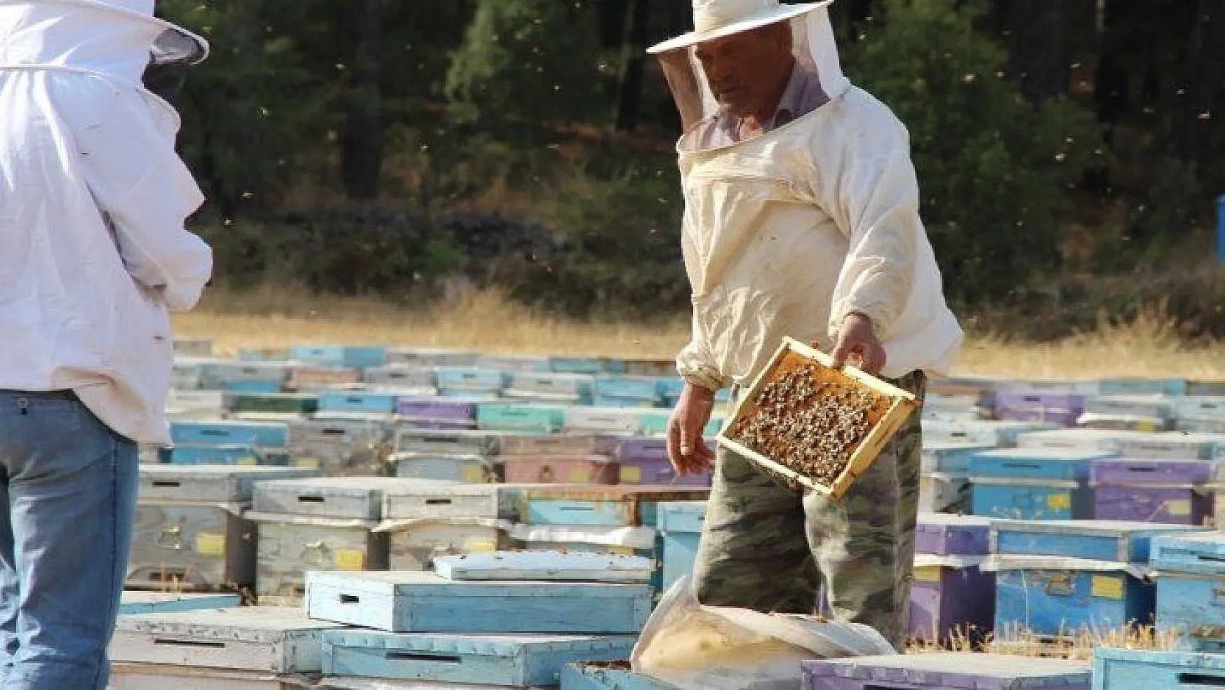 Kuraklık çam balını vurdu, arılar açlıkla karşı karşıya