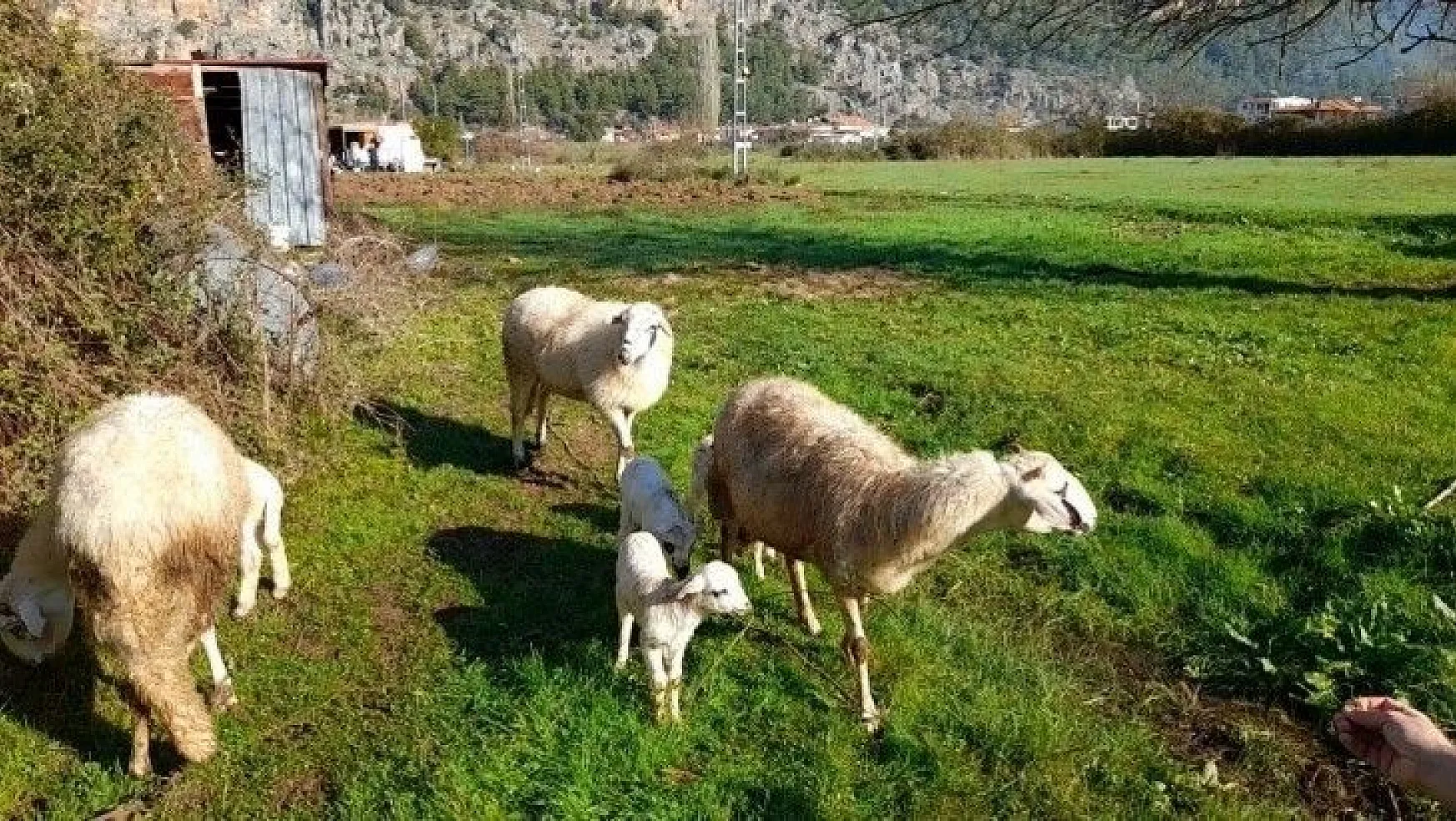Marmaris'te çobanlara kurt ve domuz korkusu sardı