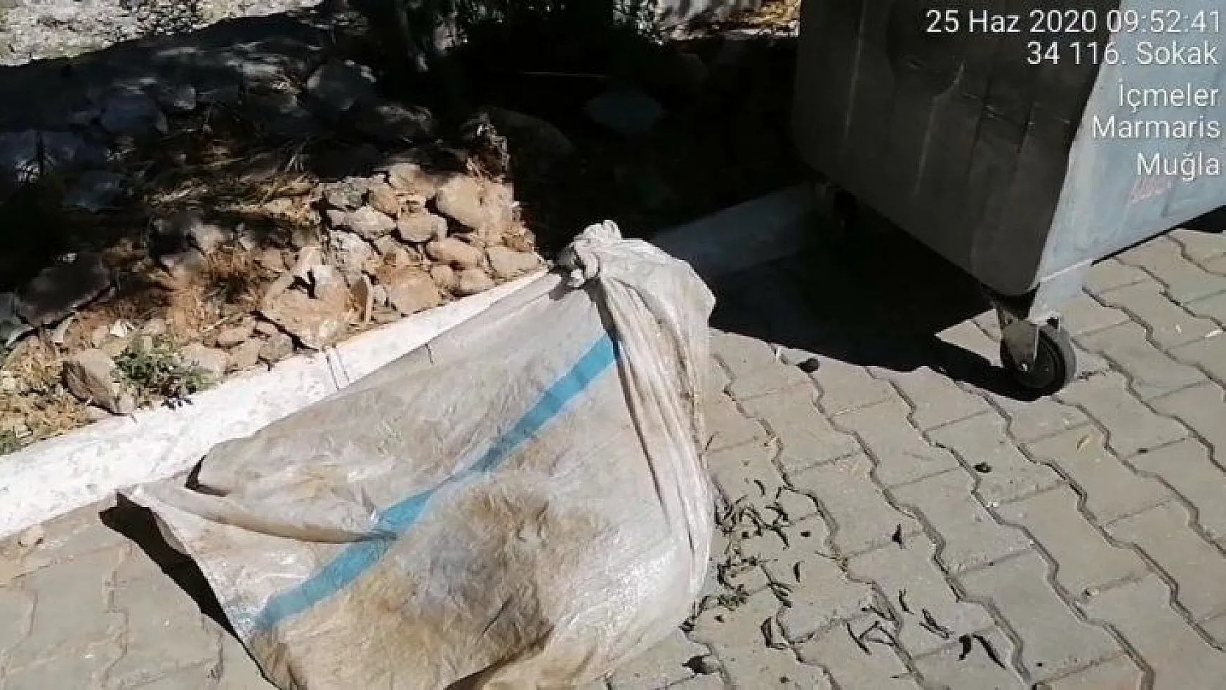 Marmaris'te çöpe atılarak ölüme terk edilen koça belediye sahip çıktı