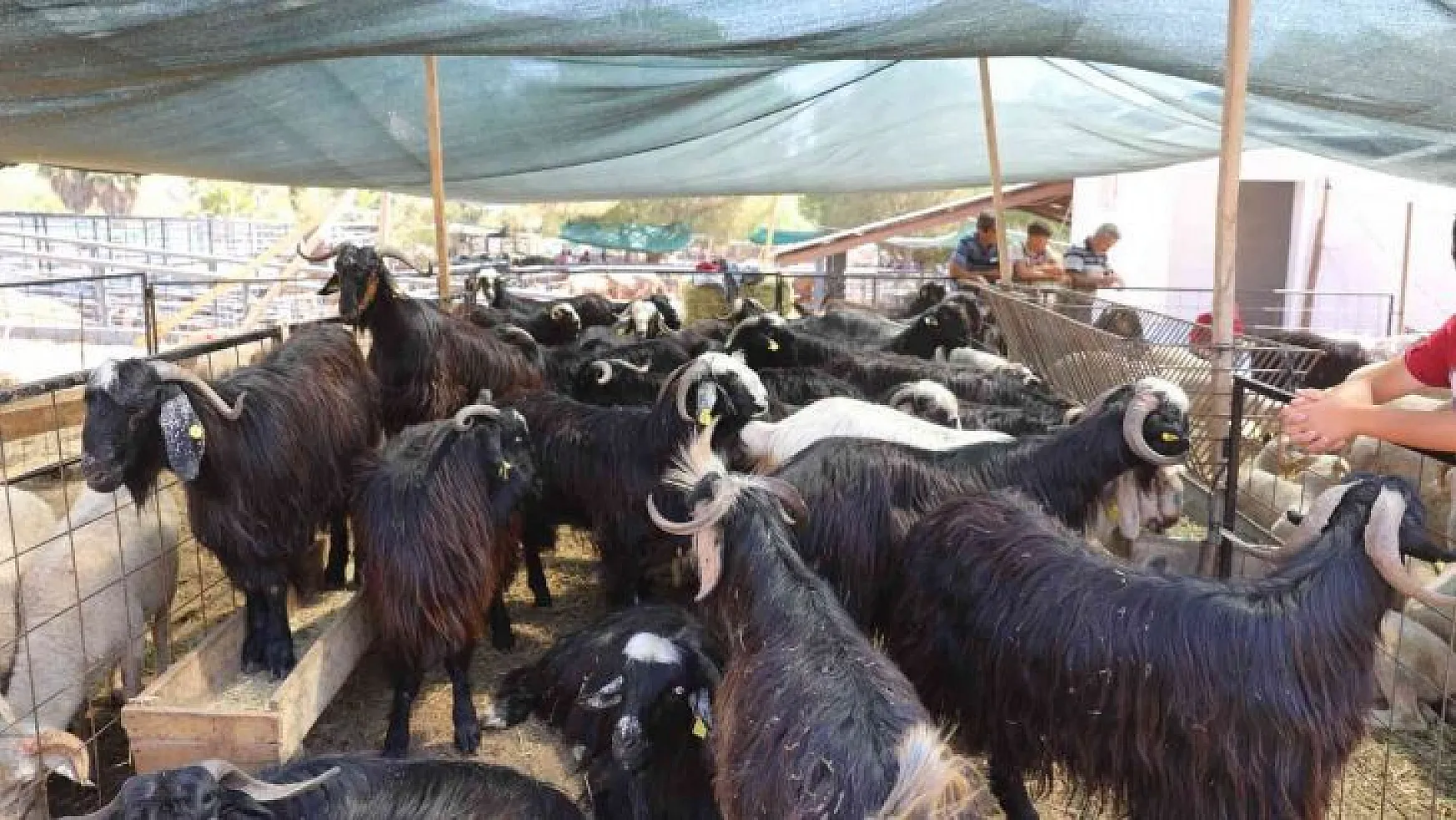 Marmaris'te kurbanlık hayvan satışları başladı