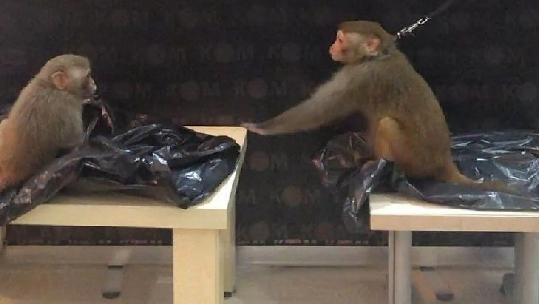Marmaris'te ticareti yasak maymunlar ele geçirildi