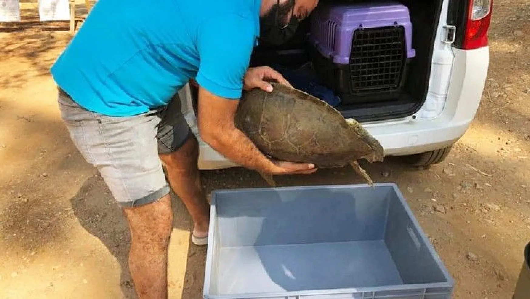 Marmaris'te yaralı yeşil deniz kaplumbağası bulundu
