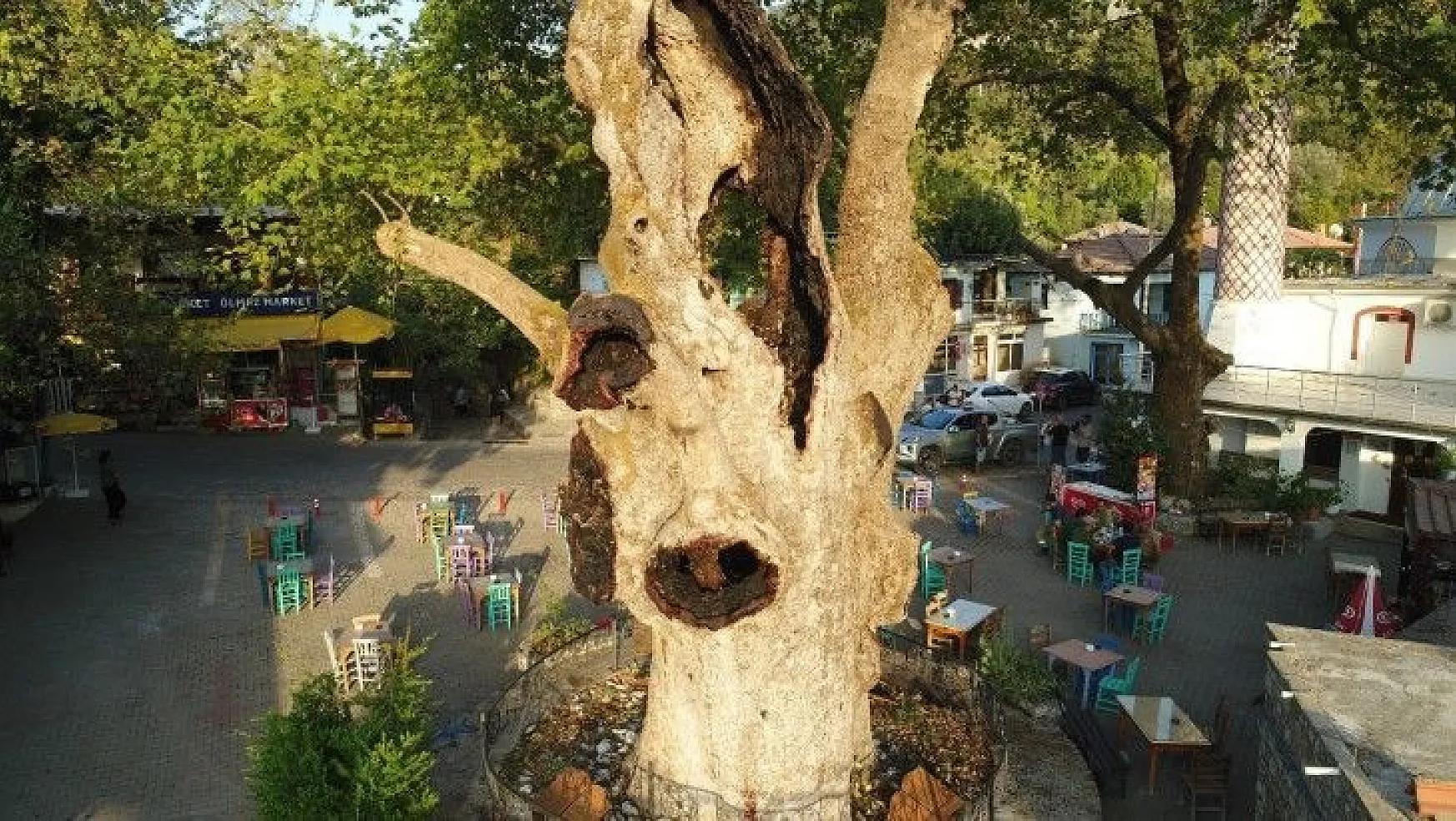 Marmaris'teki 2 bin yıllık ağacın yaraları sarıldı
