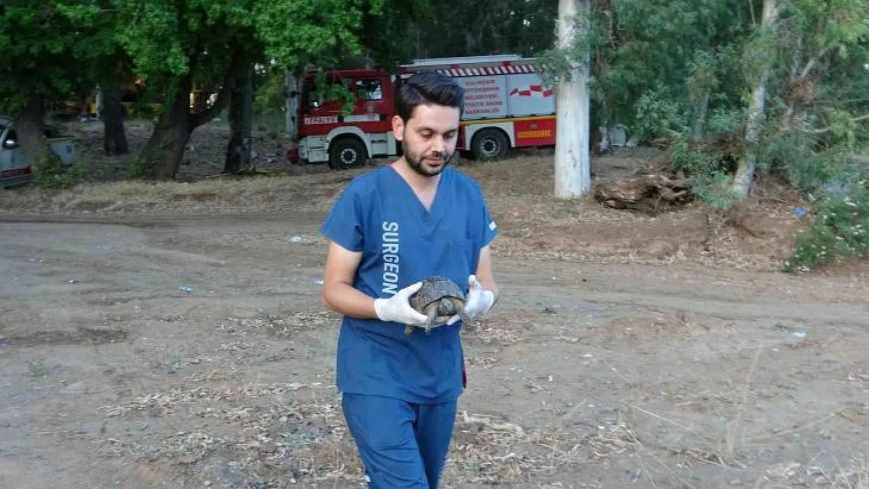 Marmaris'teki yangında dumandan zehirlenen kaplumbağa kurtarıldı