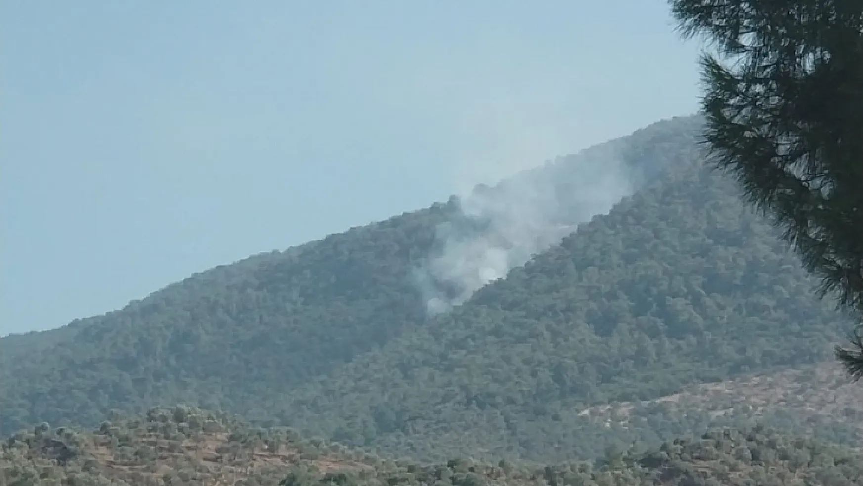 Milas Bafa'da Orman yangını