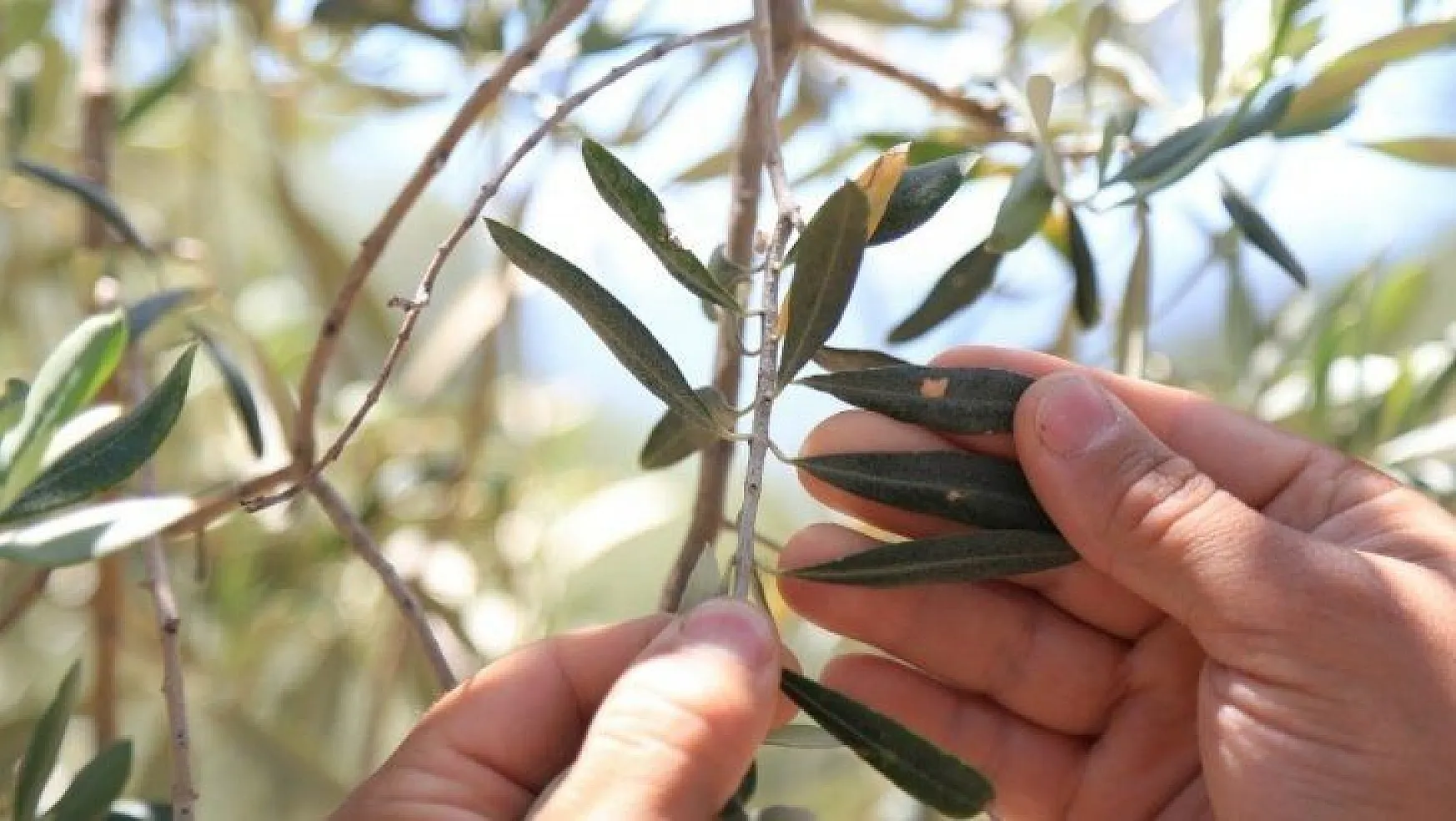 Milas'ta çiftçilere 'zeytin sineği ve halkalı leke' uyarısı