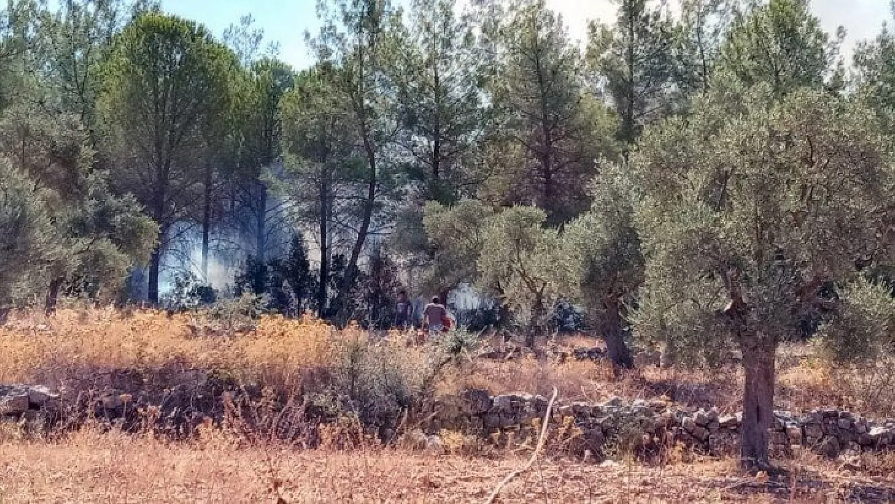Milas'ta orman yangını kısa sürede söndürüldü