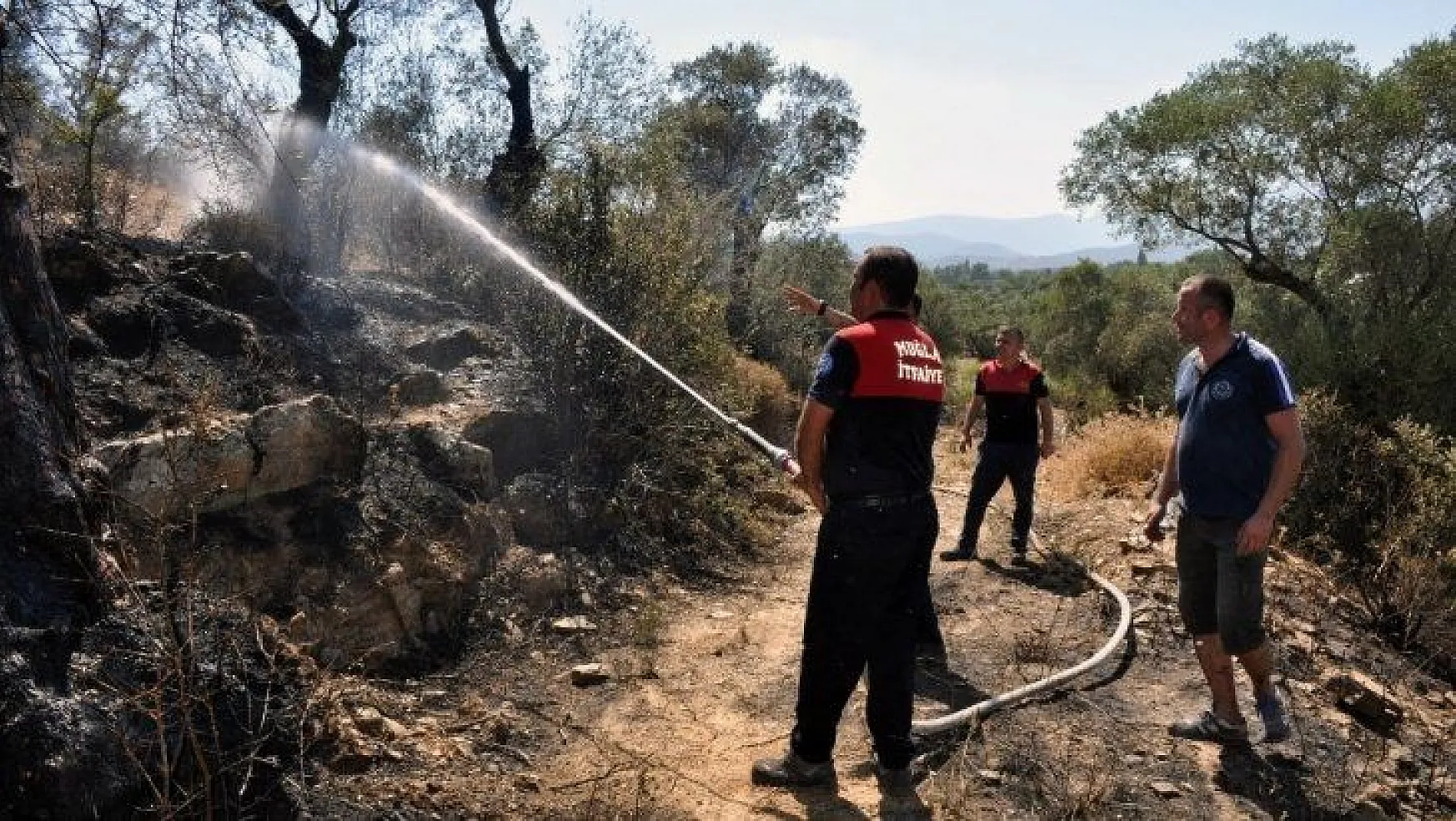 Milas'ta zeytinlik arazideki yangın söndürüldü